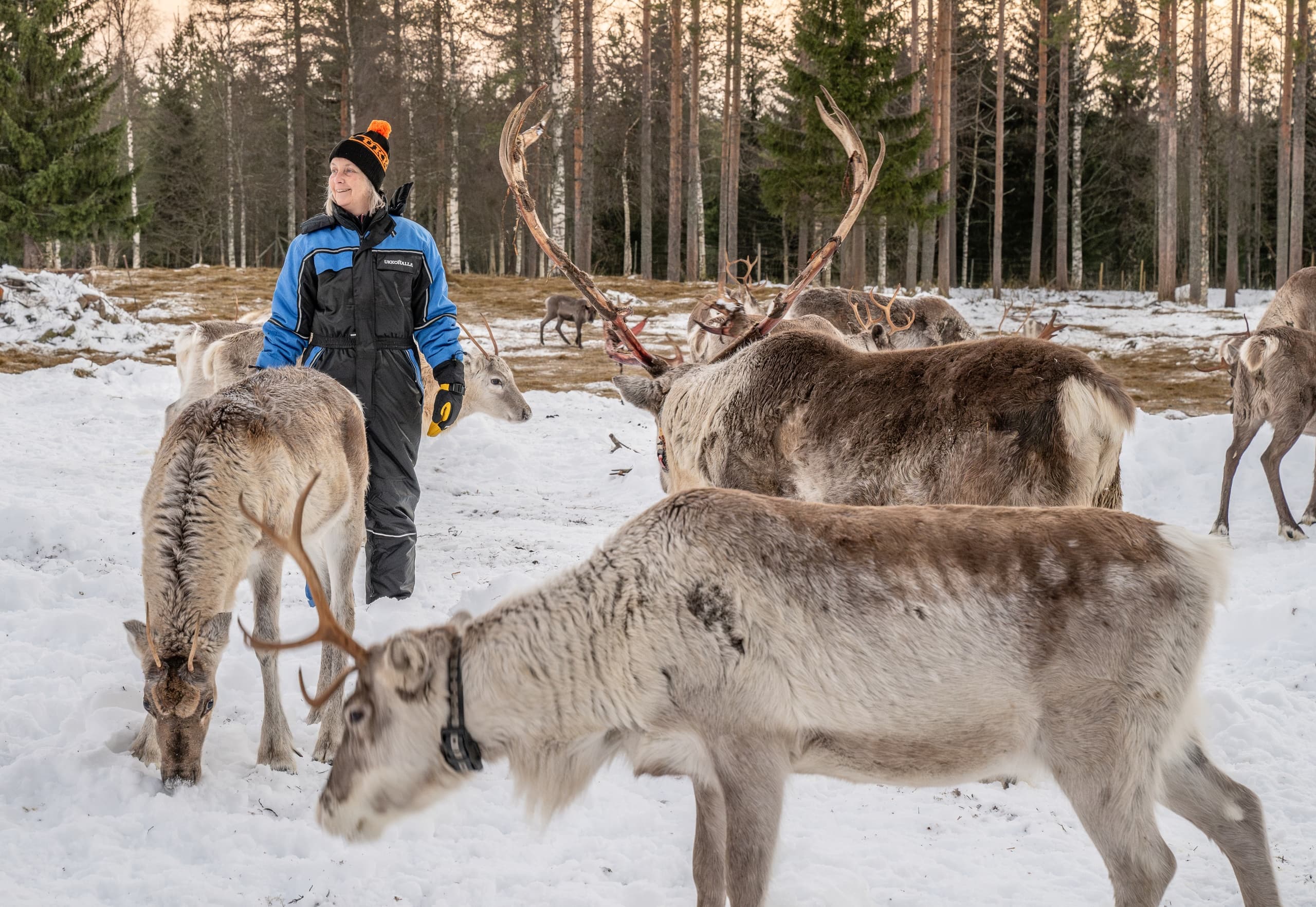 Ukkohalla Reindeer Farm Visit: Hands-On Arctic Experience in Hyrynsalmi photo 4
