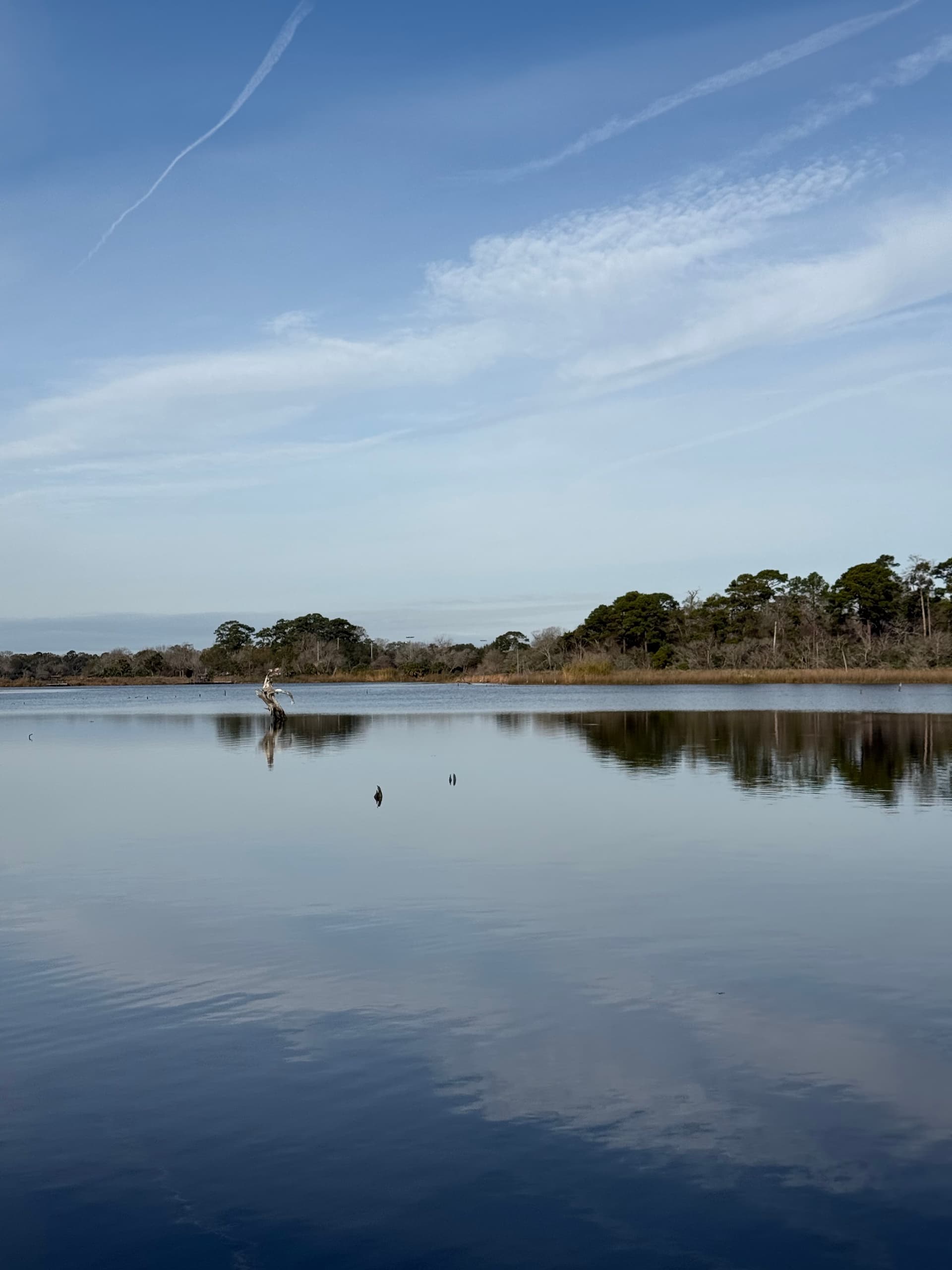 Morning Private Cruise on Clear Lake: Dolphin Watching and Marsh Conservation in Seabrook