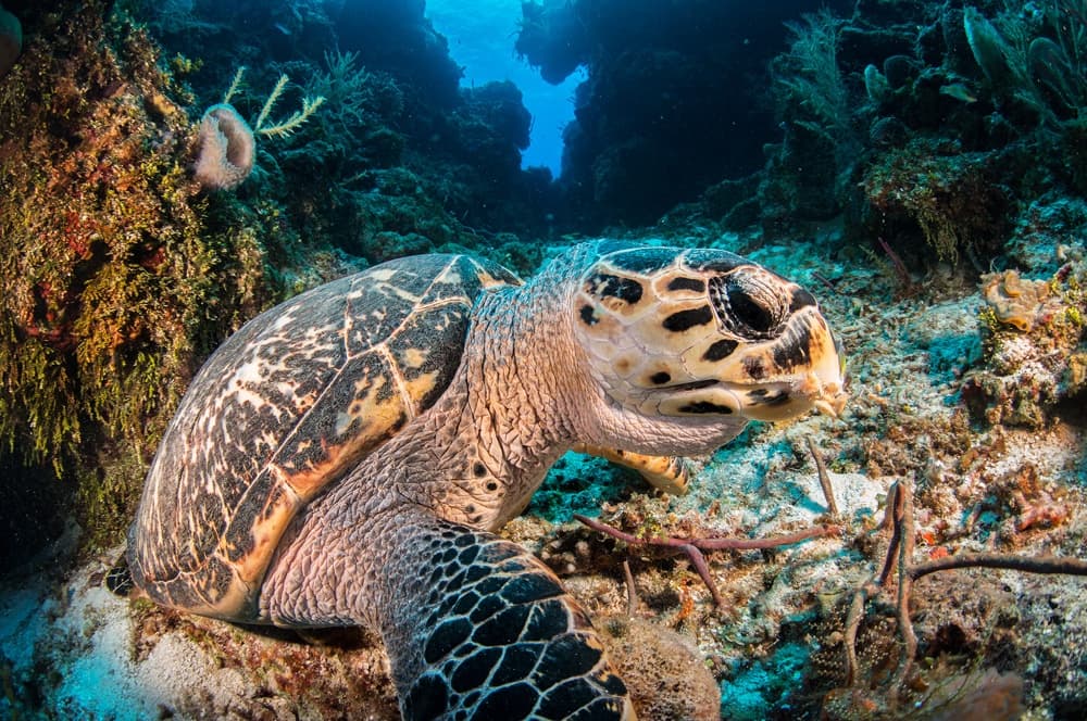 Scuba Diving Adventure at Cancun with Deep Life