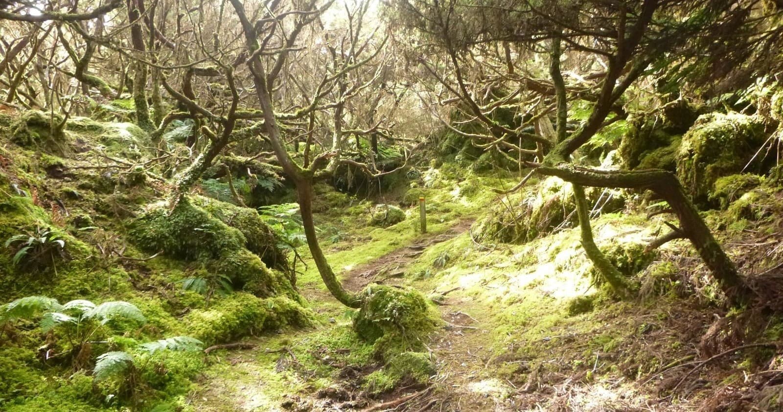 Mossy forest trail through laurel woods showcasing Azores nature