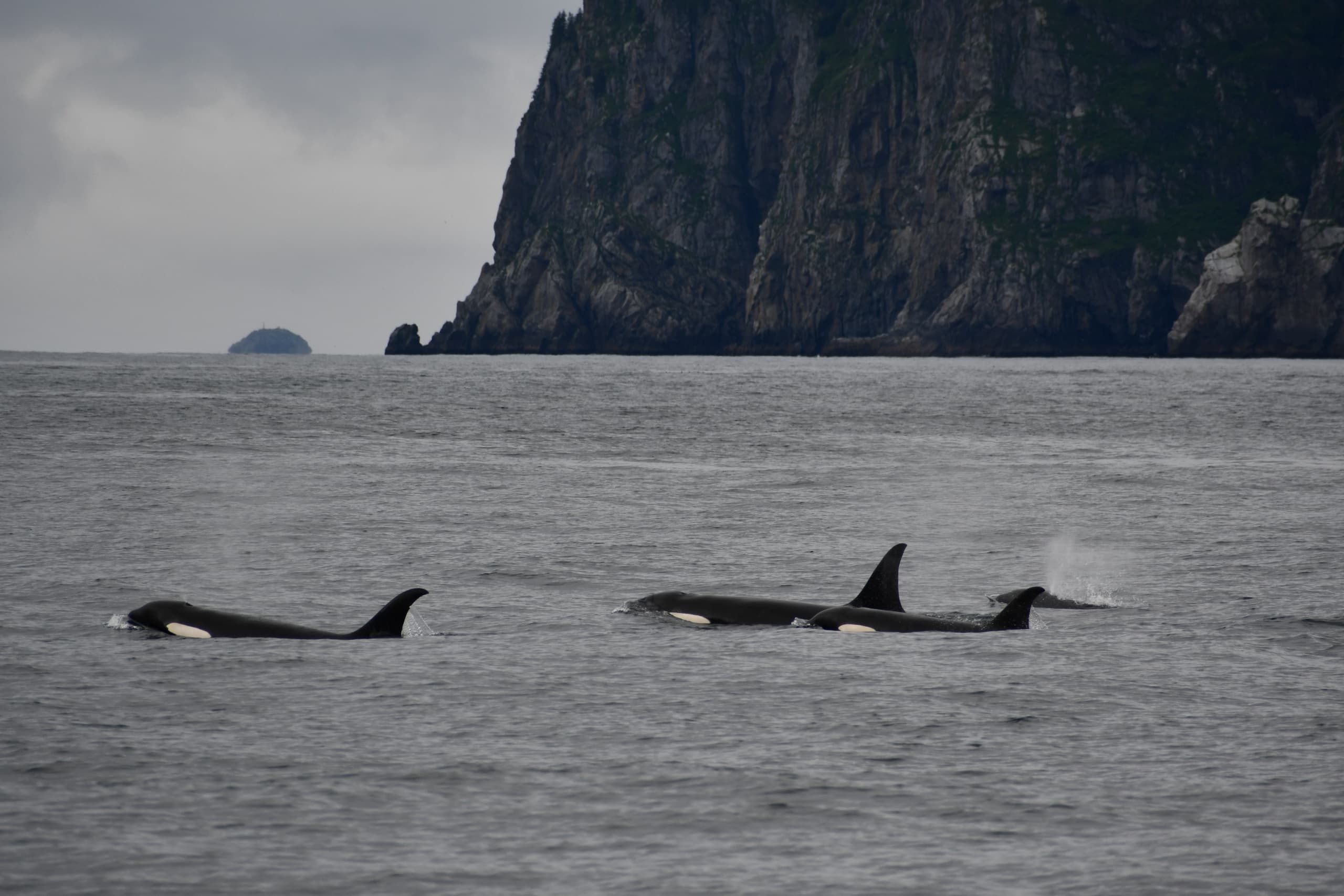 Orca Island Cabins team