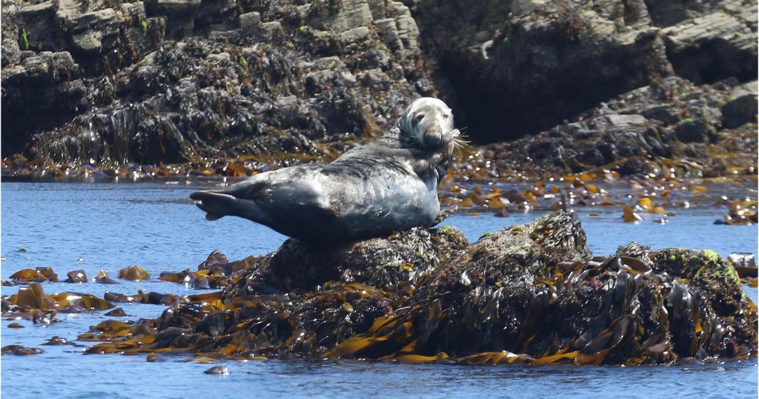 Harbor seal hauled out on rocky shore, tidepool coastal wildlife
