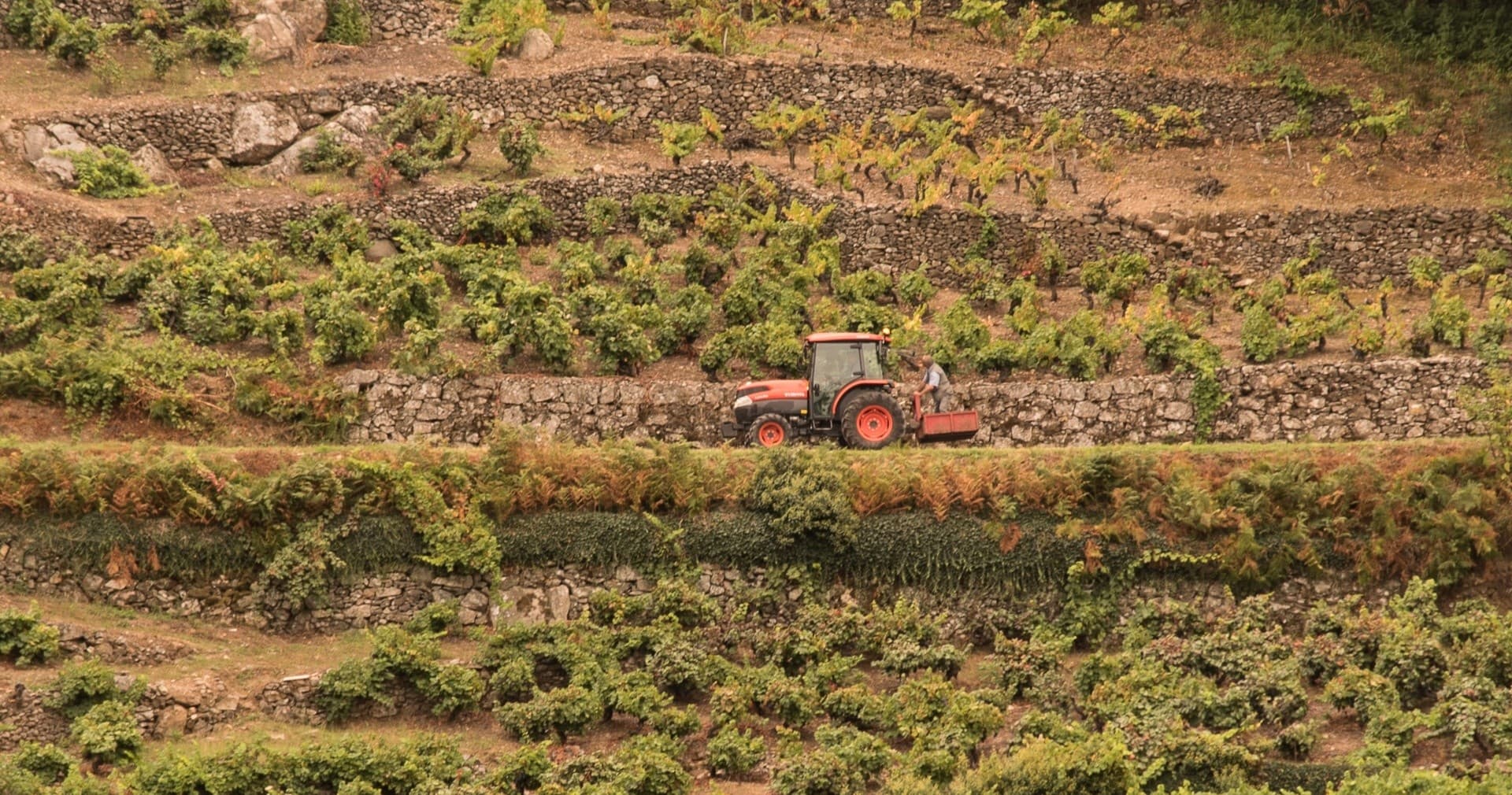 Sabores Heroicos: Ribeira Sacra Heroic Viticulture Tour & Wine Tasting photo 4
