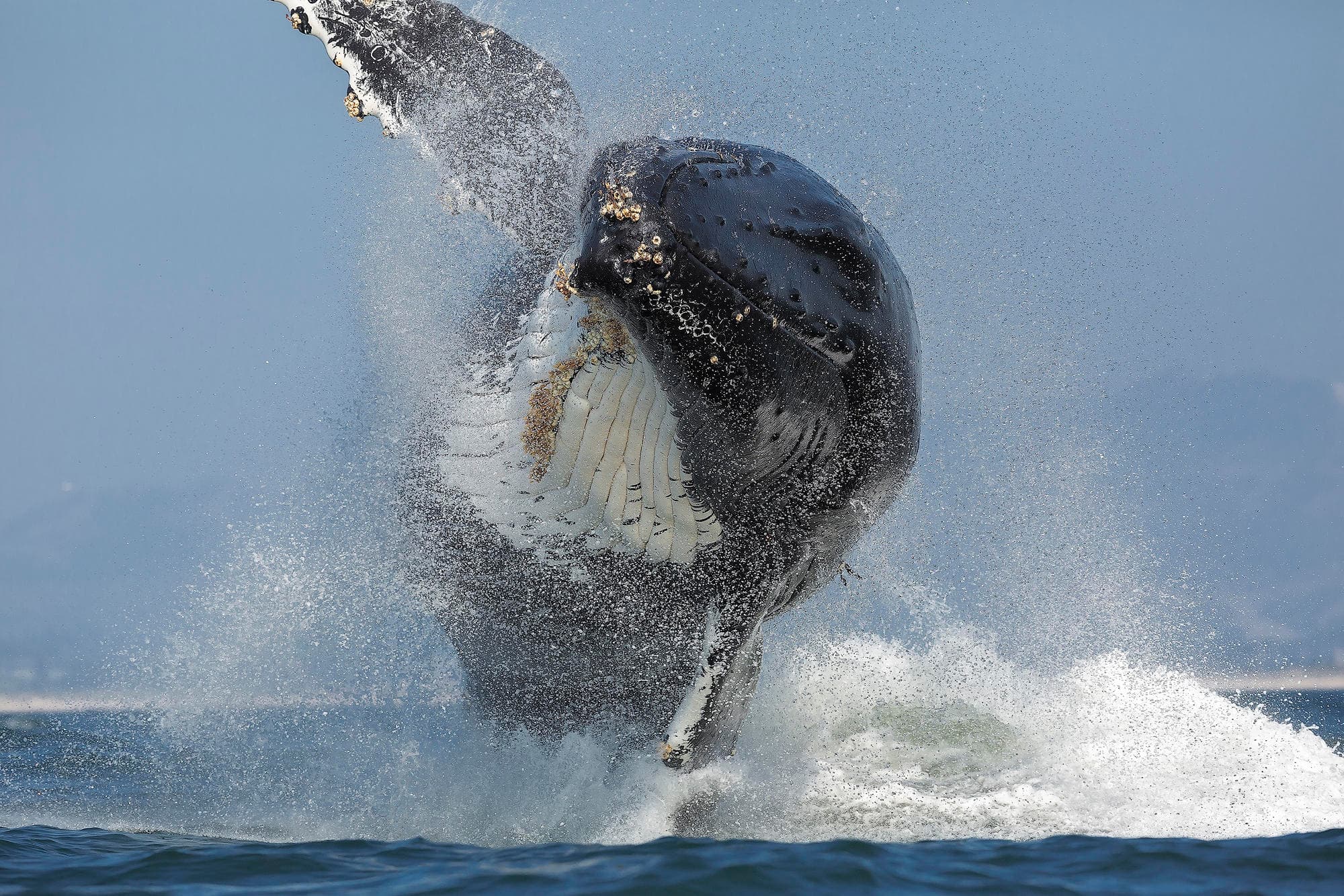 Sanctuary Monterey Bay Whale Watch (3-4 hours) | Whale Watch in Moss Landing, California
