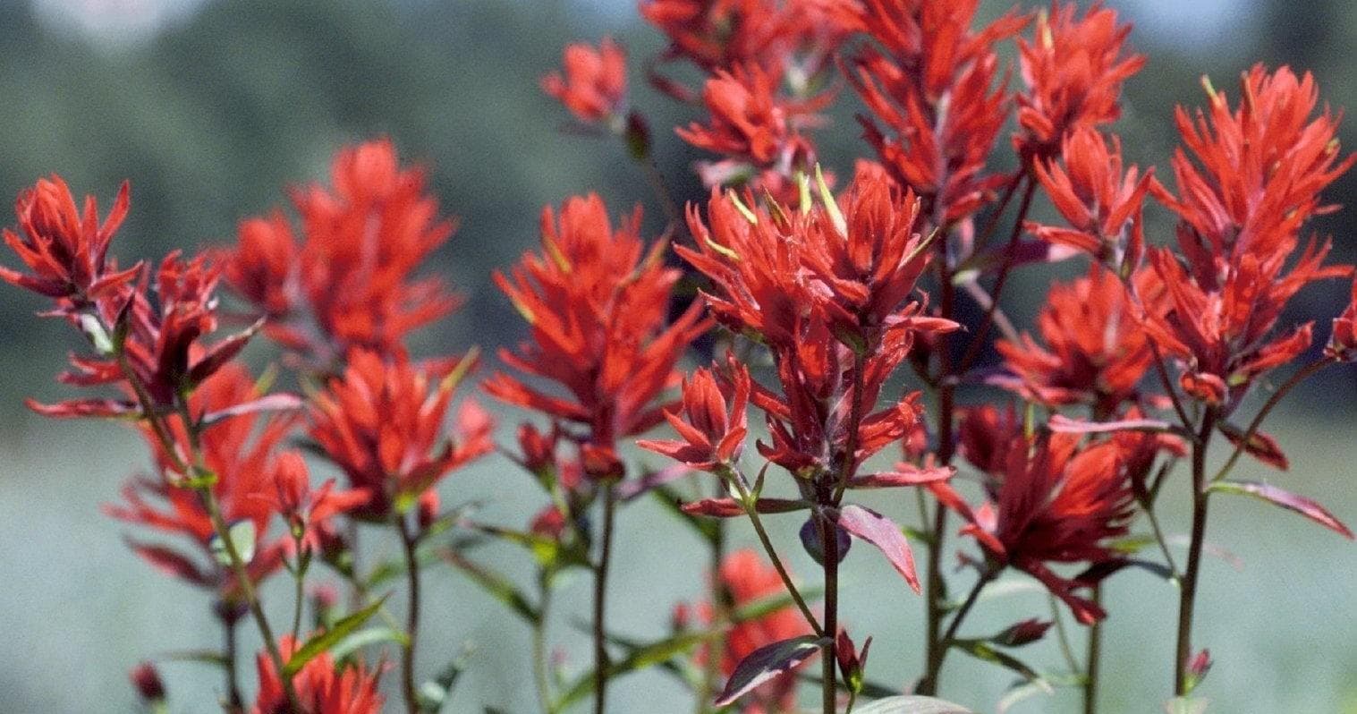 Red Indian paintbrush wildflowers in grassy hill landscape