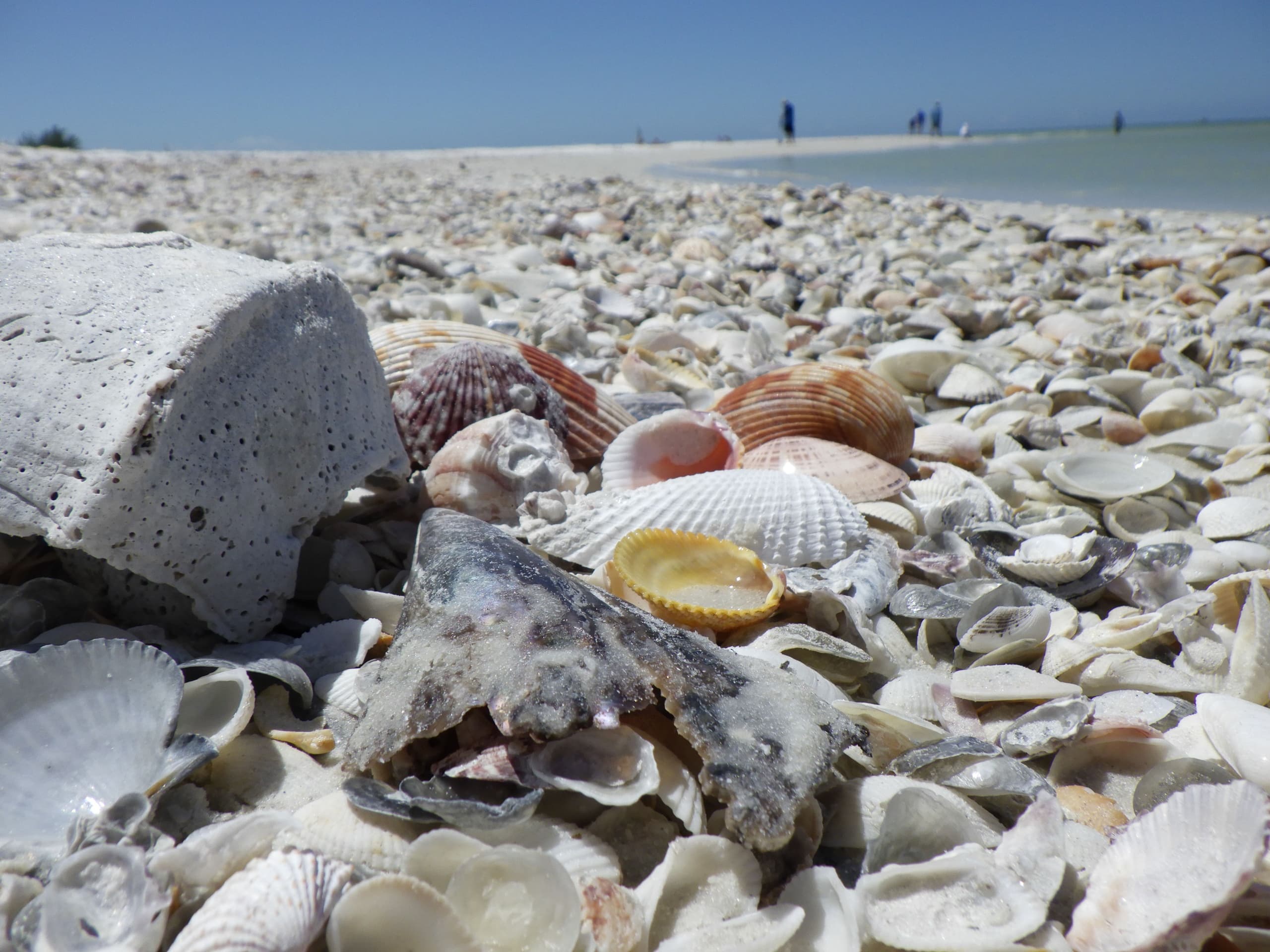 10,000 Island Shelling Adventure with Aquaterra Excursions in Florida