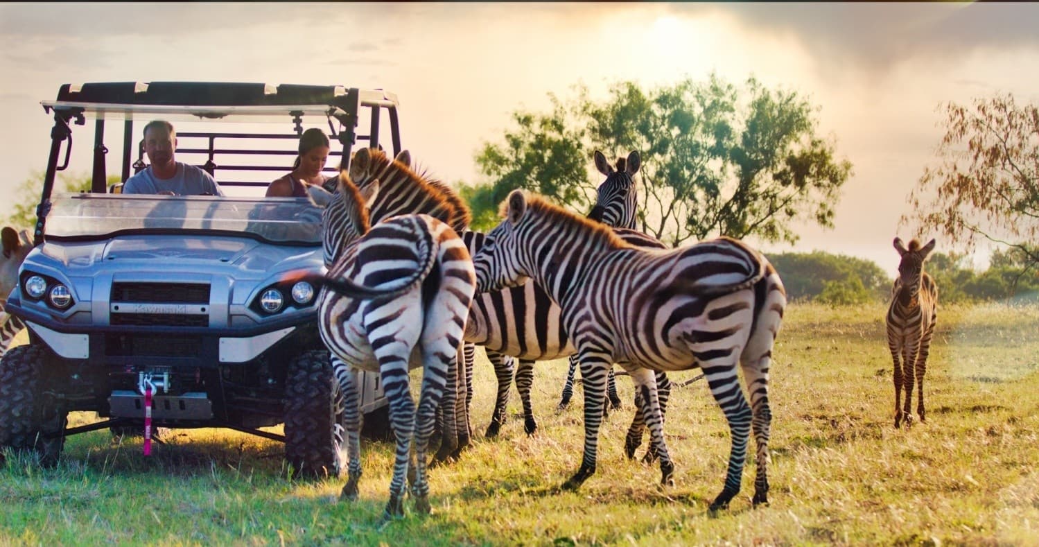Zebras approaching safari vehicle on African savanna during wildlife tour