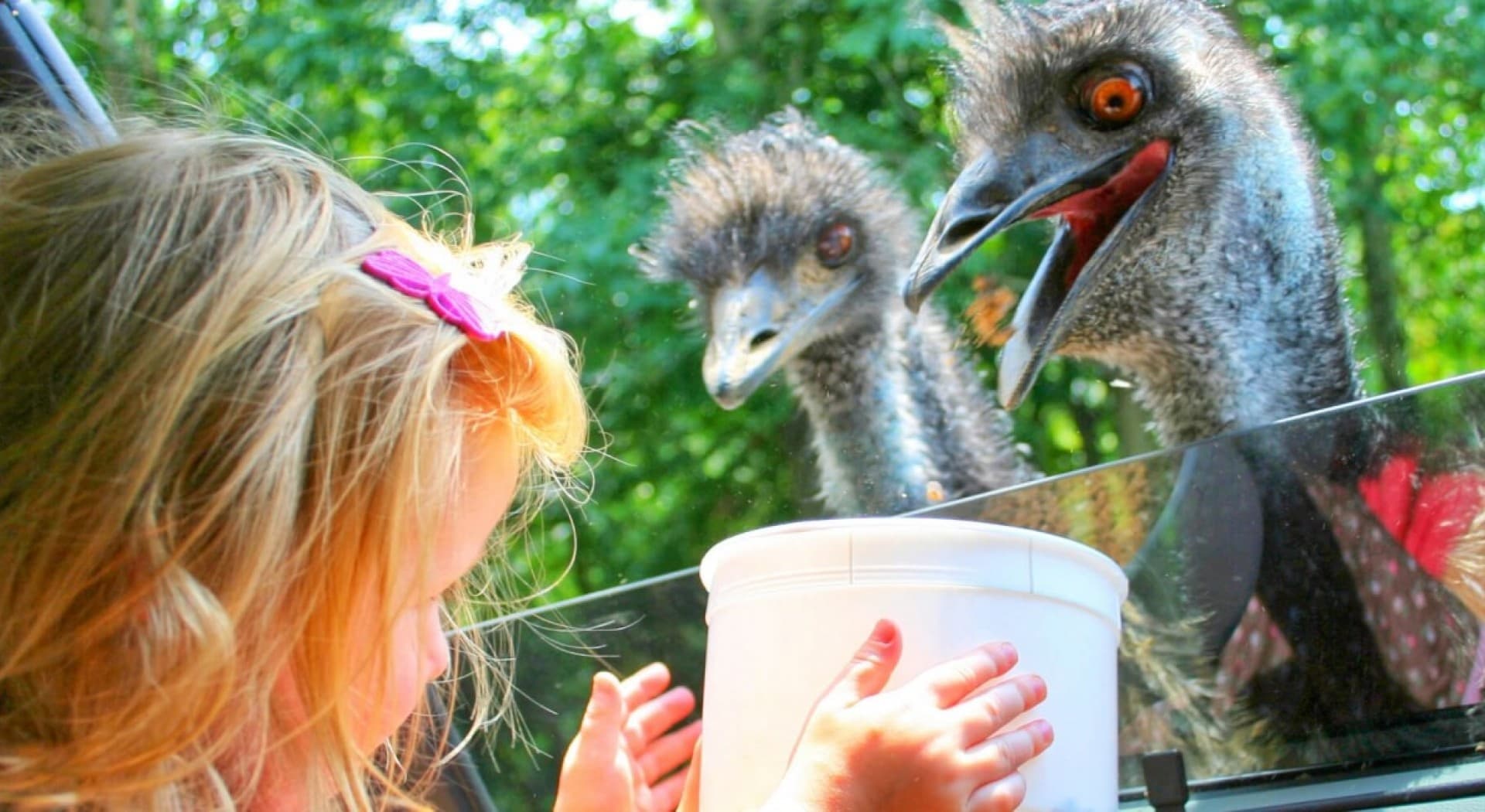Year-Round Wildlife Access at Texas Zoofari Park