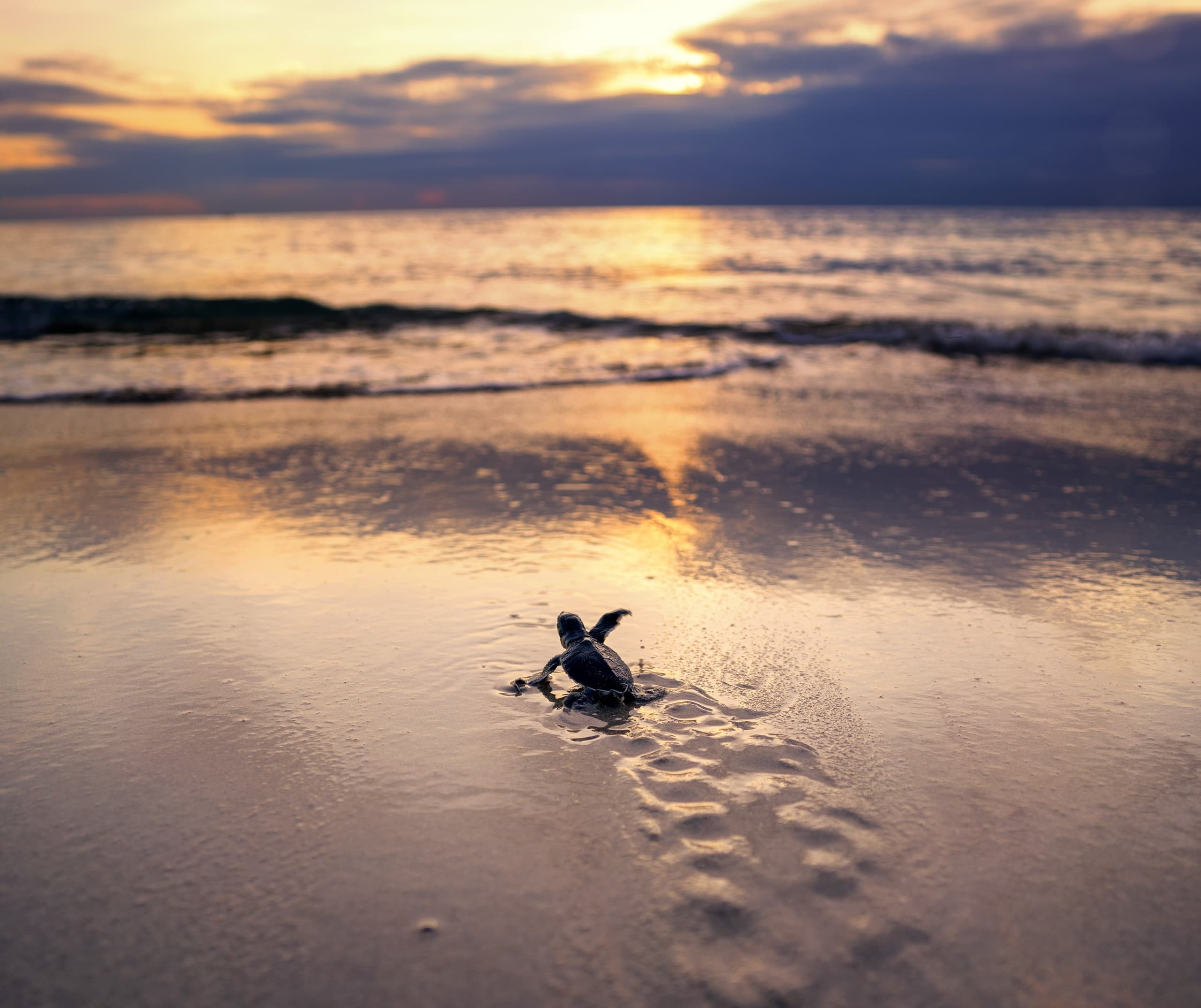 Hatchling Release Experience at Juno Beach, Florida