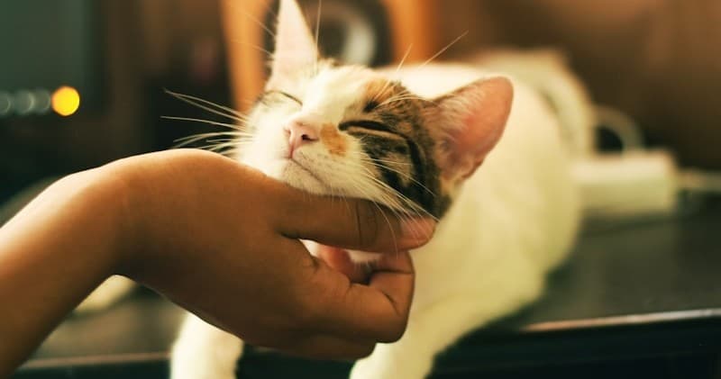 Cat being petted in cozy indoor cafe, relaxed cat enjoying chin scratches