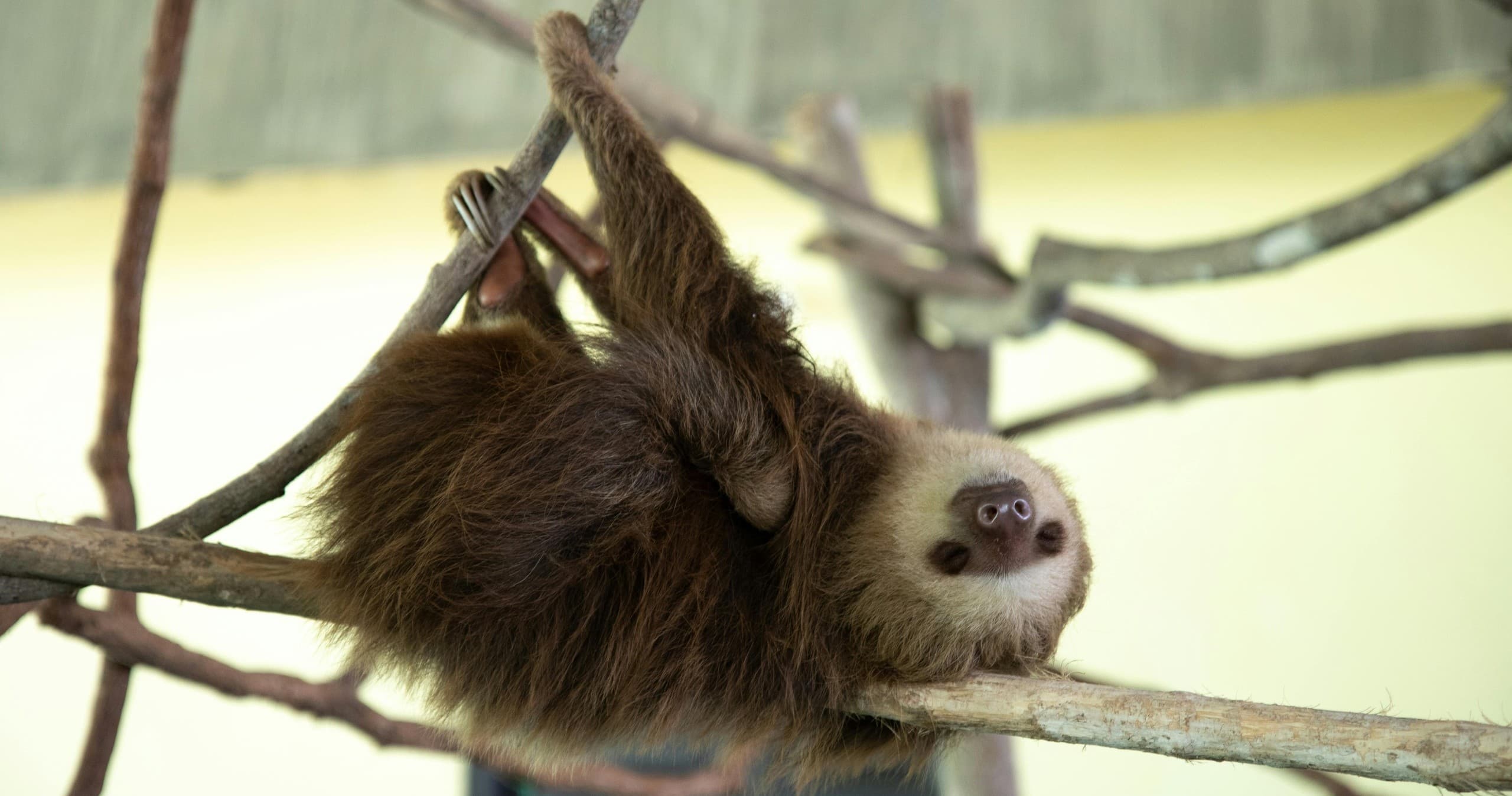 Brown sloth hanging from branches in shaded zoo enclosure