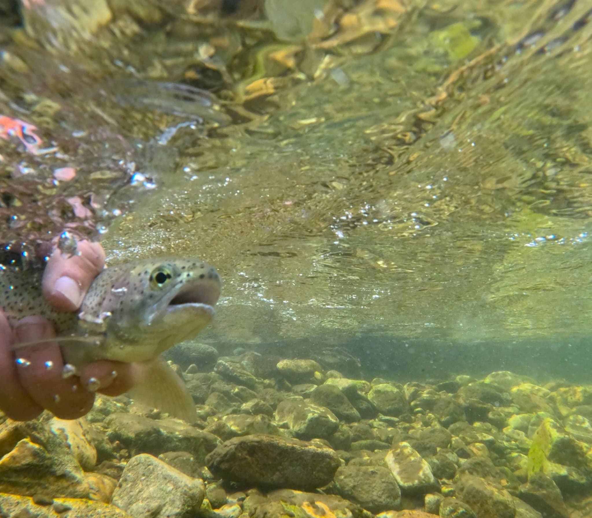 Guided Fly Fishing Near Red Lodge: Float and Wade Trips on Rock Creek photo 1