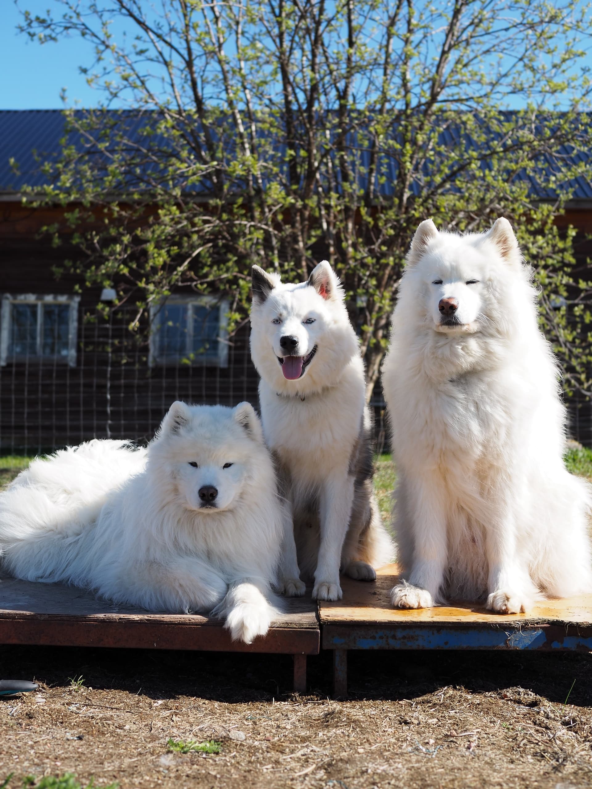 Meet the Pack: A Heartfelt Lapland Dog Experience in Posio