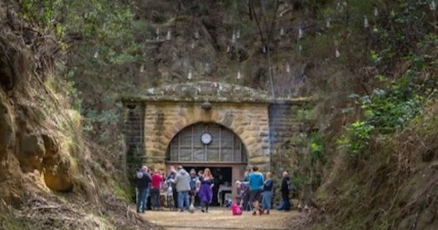 Wild Mushroom Foraging & Workshop at Tunnel Hill Mushrooms