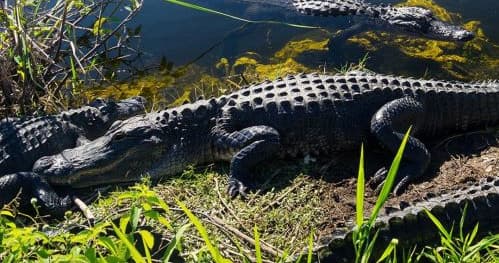 American alligator sunning on marsh bank in Everglades wildlife tour