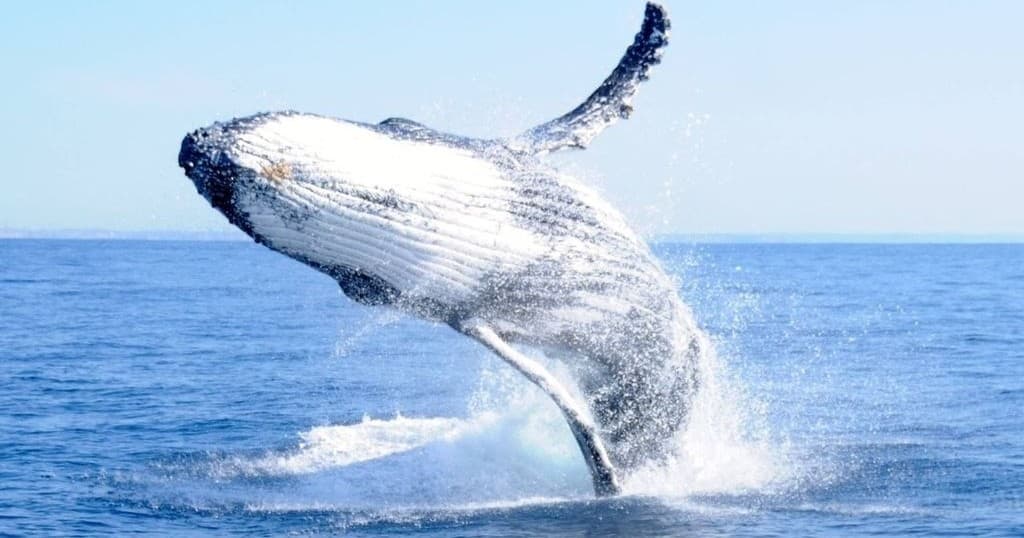 Whale Adventure Tour Sydney: Experience Up-Close Humpback Whale Migration