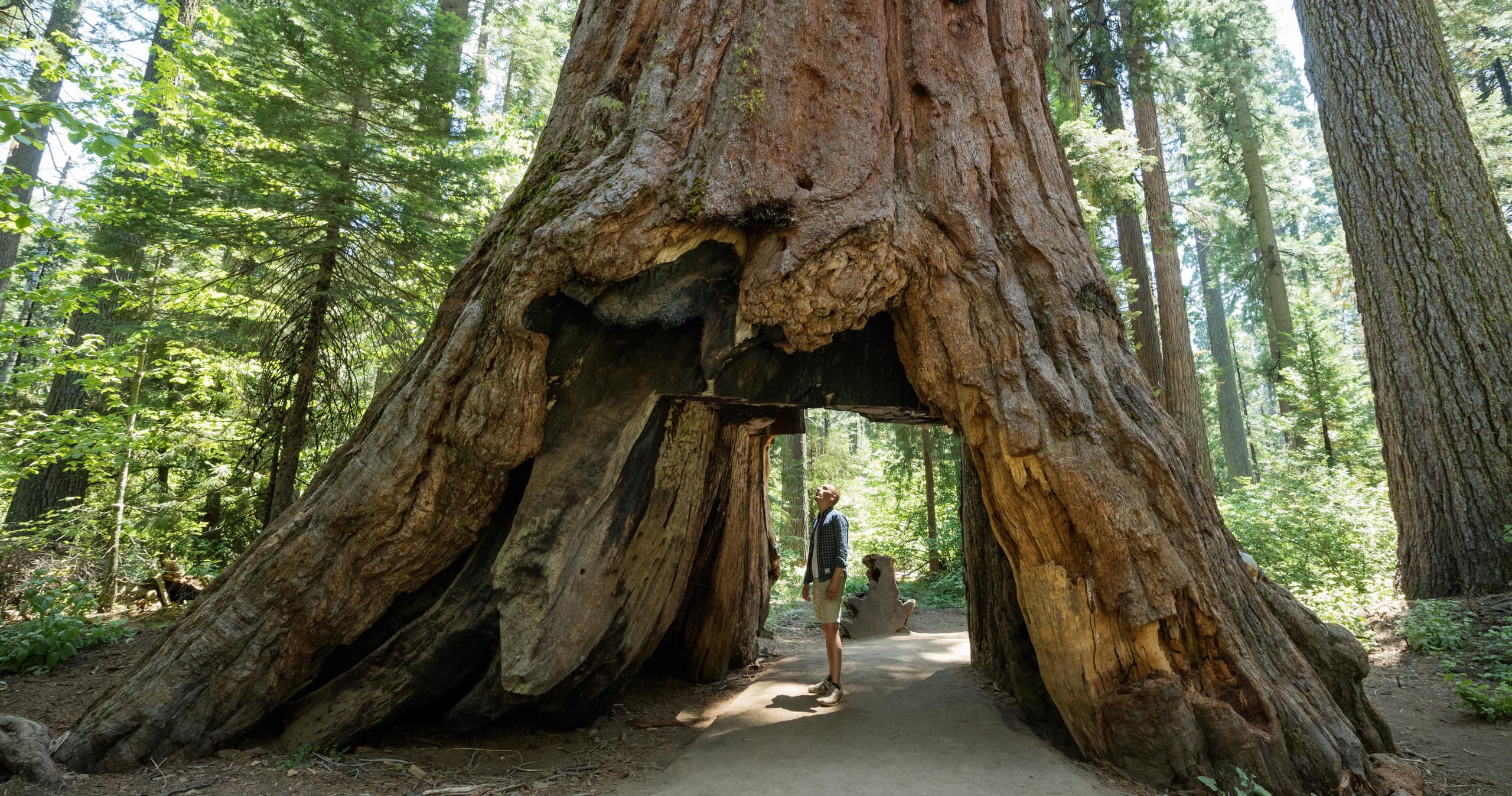 Yosemite 3 Day Walking Tour from San Bruno, CA