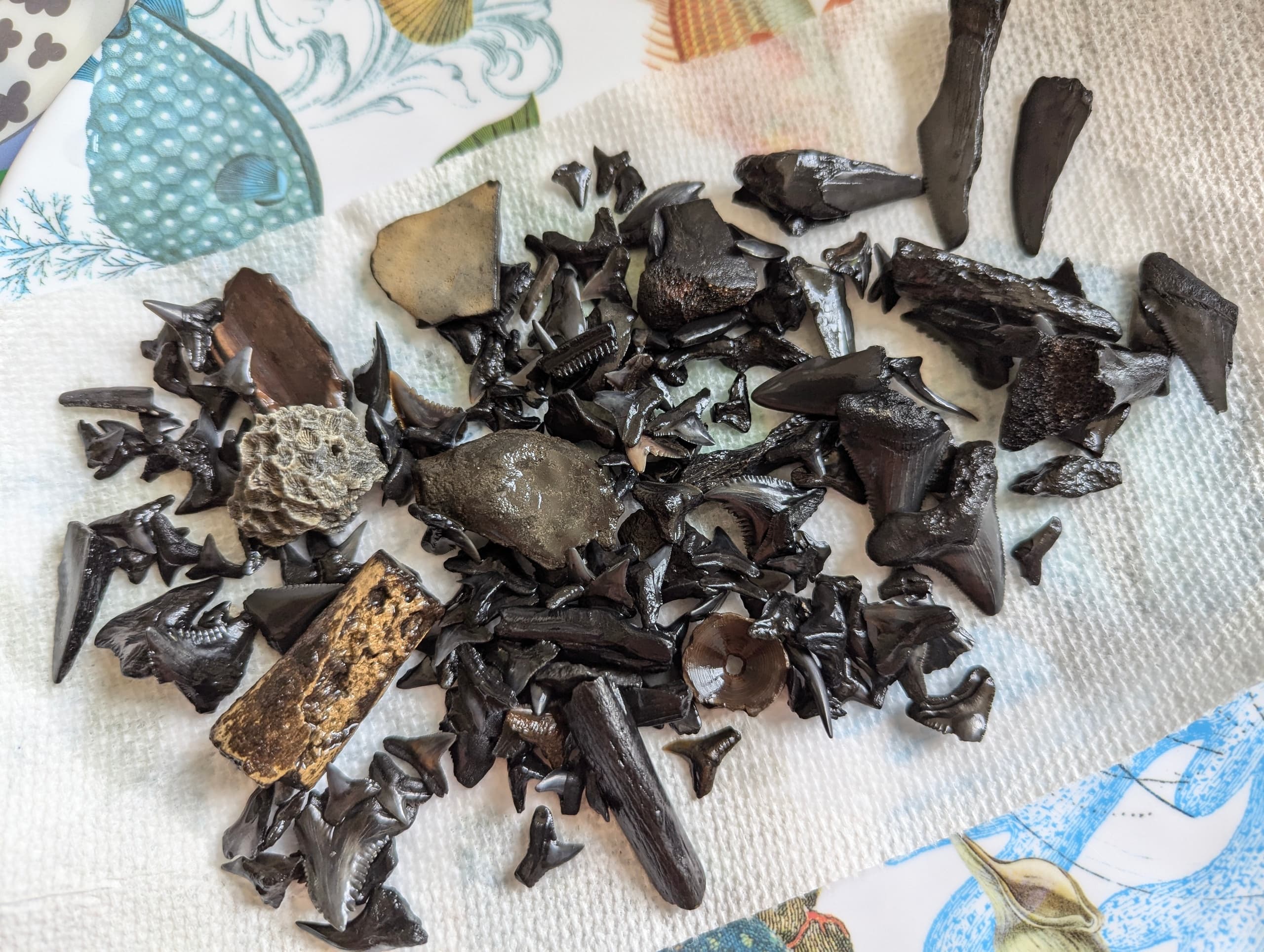 Fossil Expedition with Tideline Tours: Island Treasure Hunt