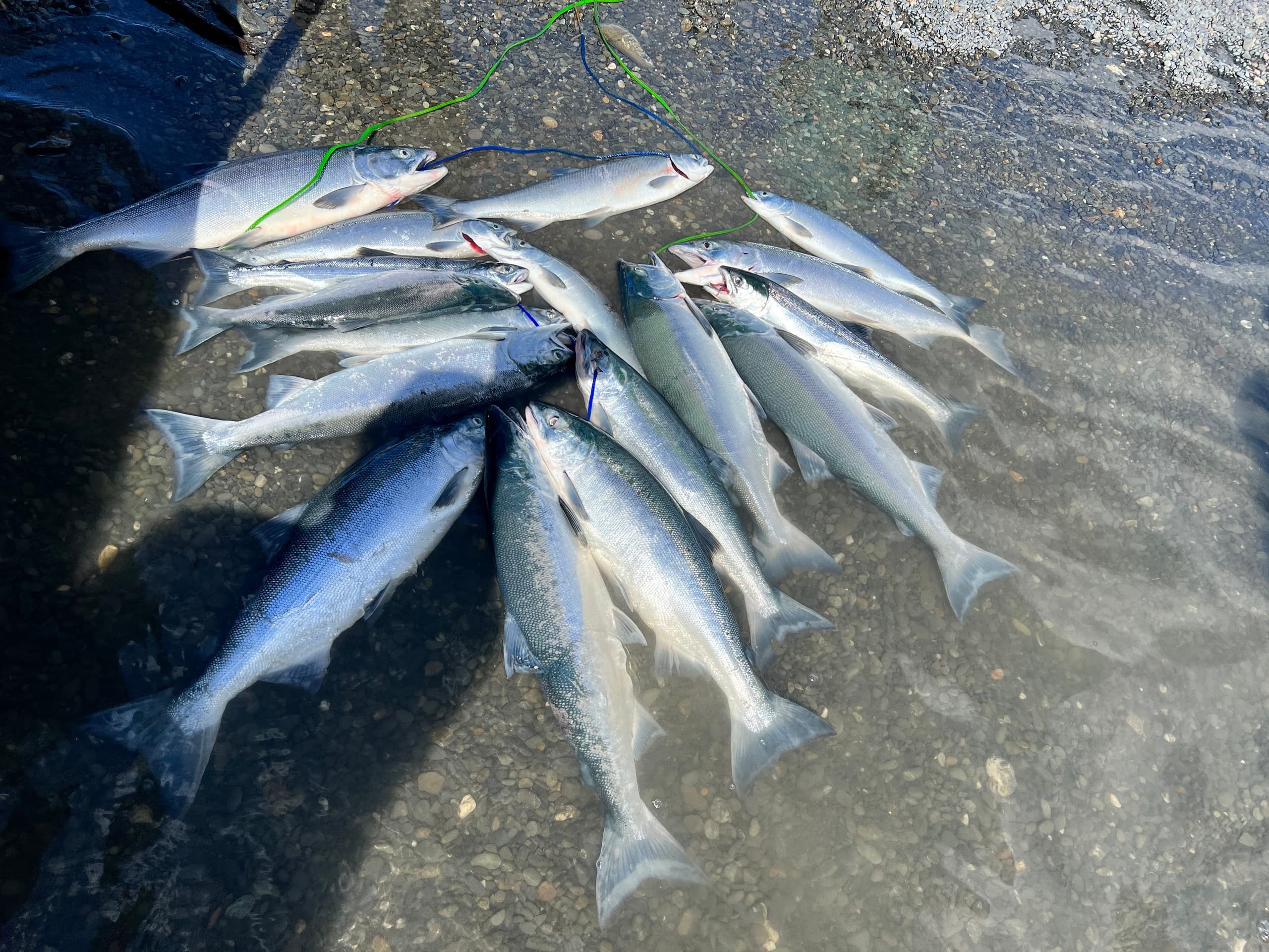 Stringer of fresh salmon on rocky shoreline after fishing trip