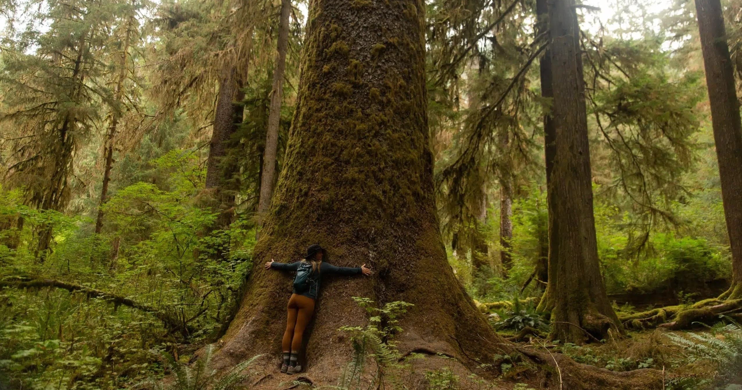 Two-Day Private Tour and Hike in Olympic National Park: Custom Naturalist-Led Adventures photo 3