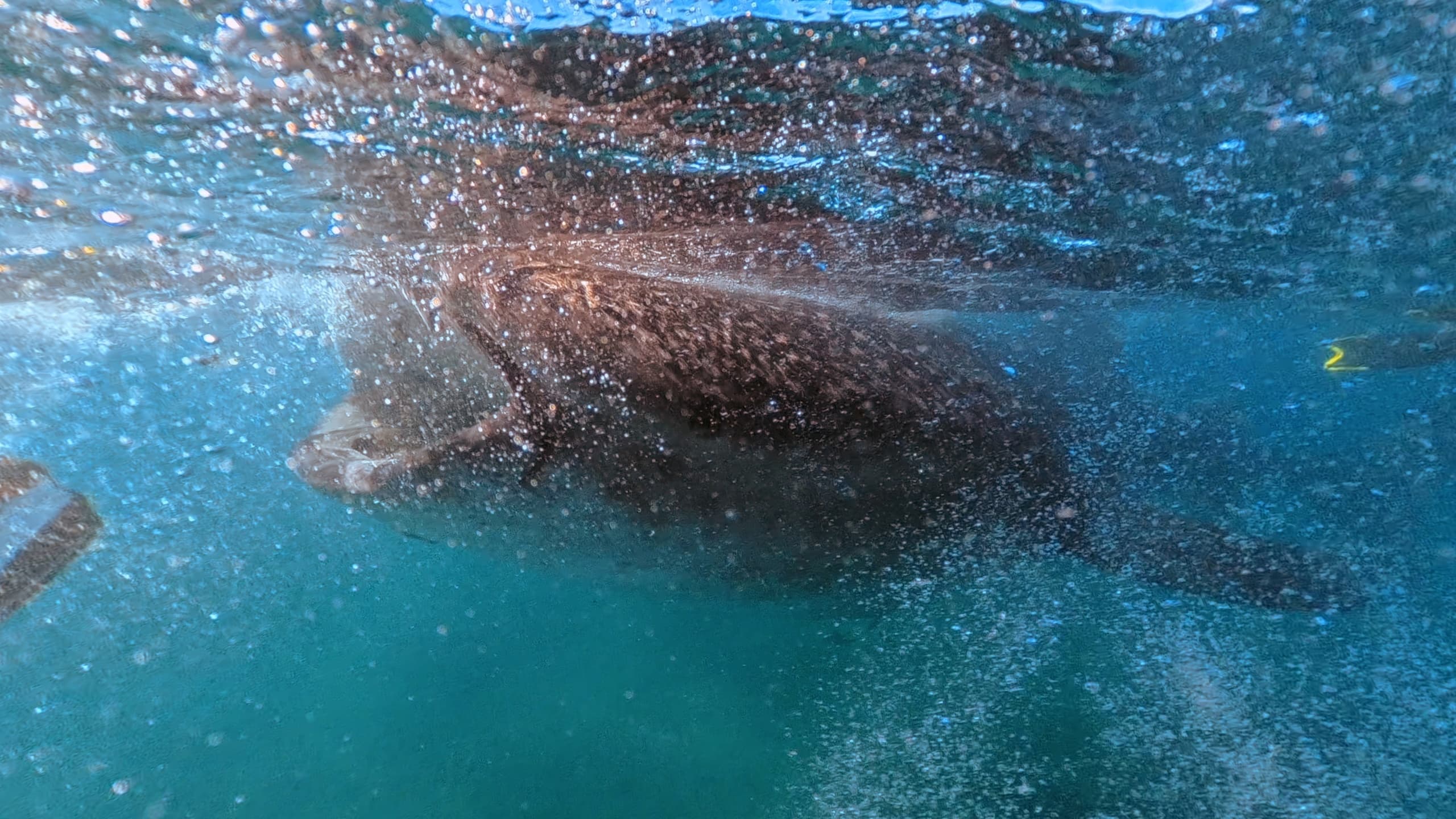 Up-Close With Gentle Giants: The Hook Whale Shark Experience in La Paz photo 1