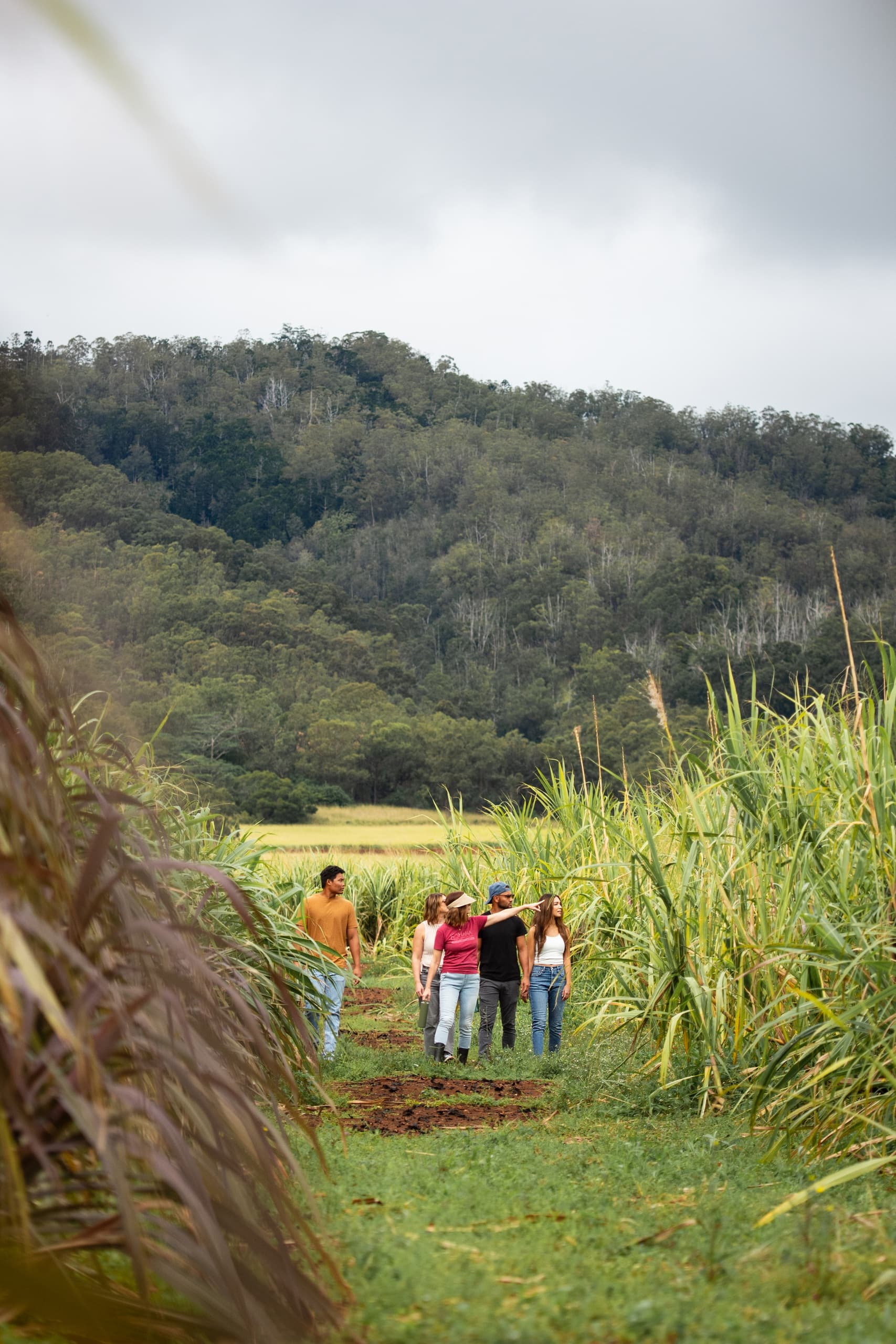Estate Farm Tour with Ko Hana Distillers in Kunia Camp
