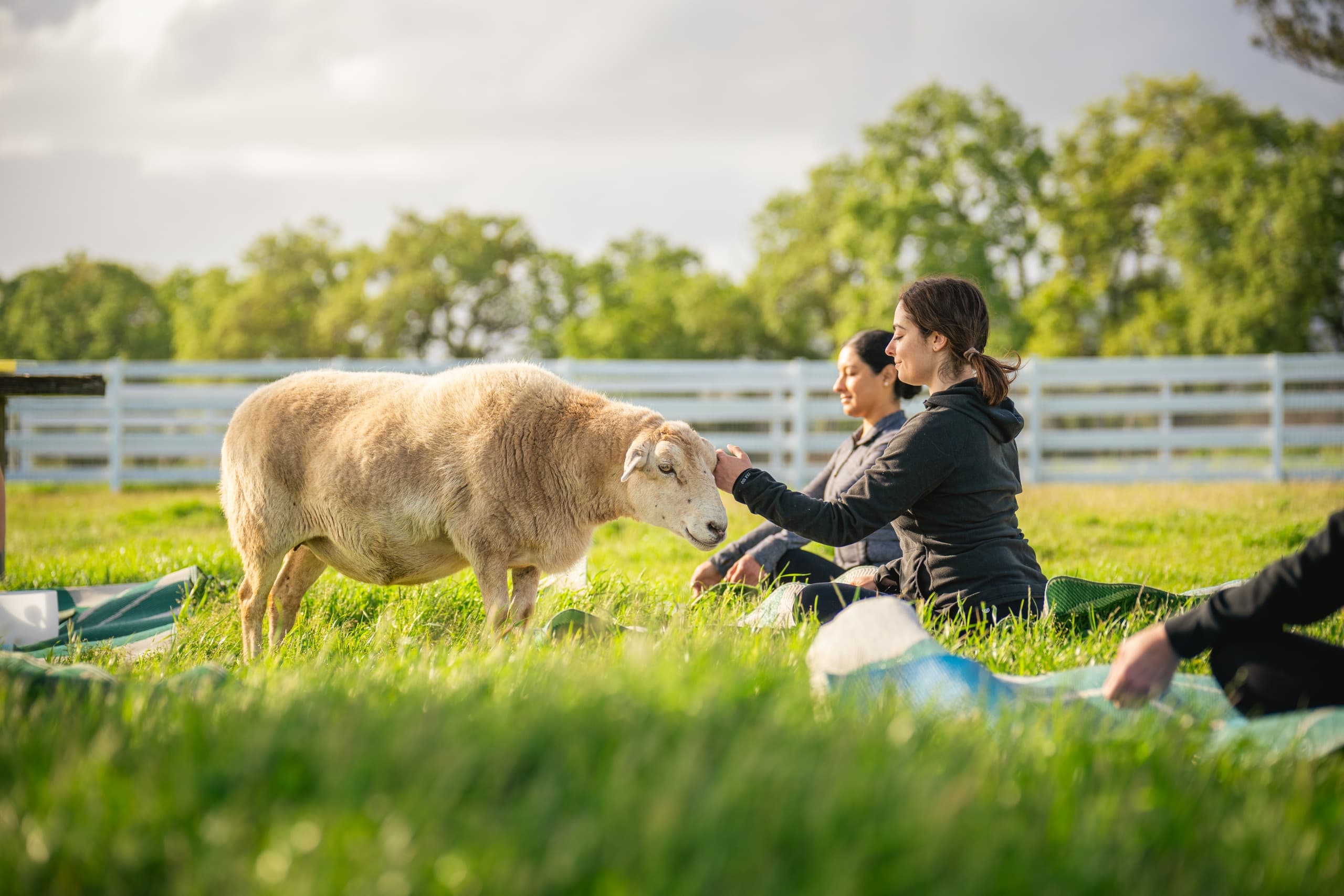 Sheep Meditation at Charlie's Acres: A Healing Outdoor Experience in Sonoma, California