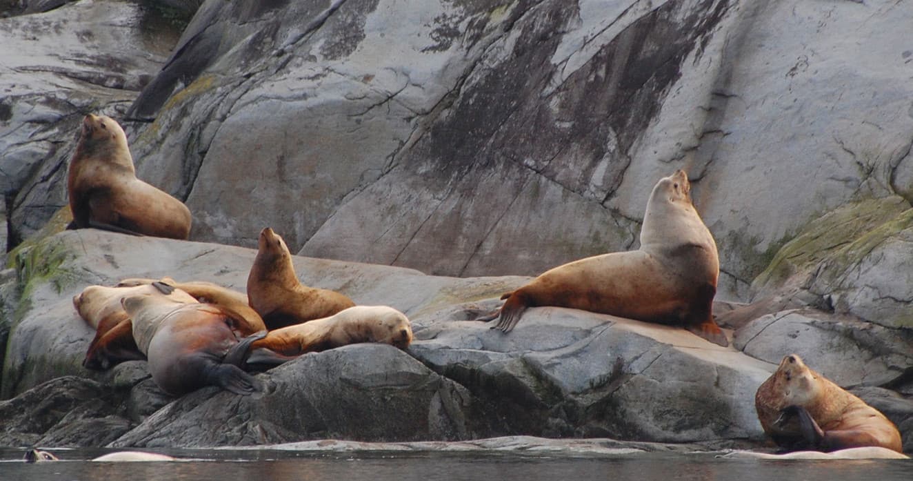 Mitlenatch Island Zodiac Tours with Terracentric Coastal Adventures