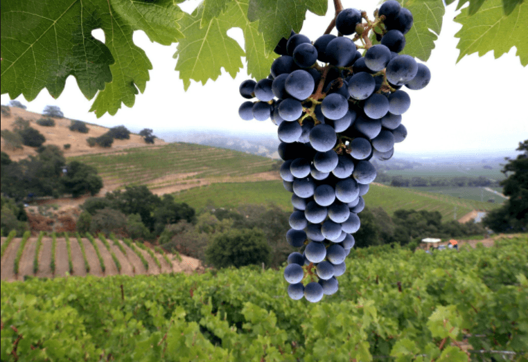 Close-up cluster of ripe grapes hanging in vineyard landscape