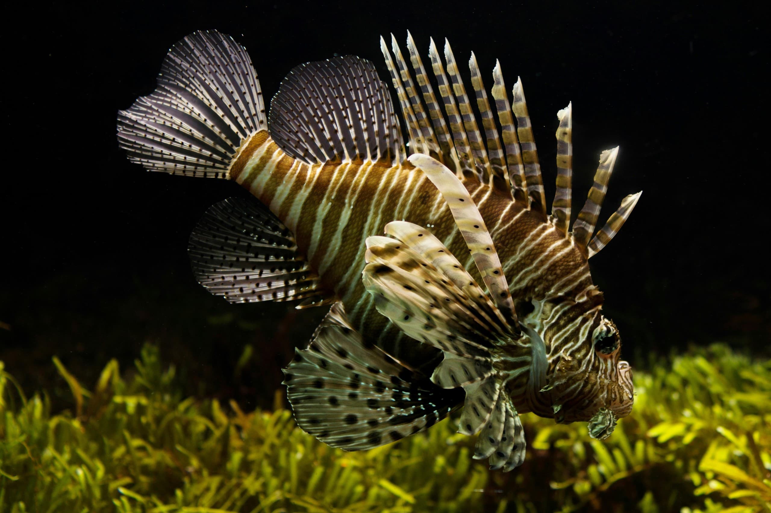Hands-On Lionfish Hunt: In-Shore Reef Conservation Dive
