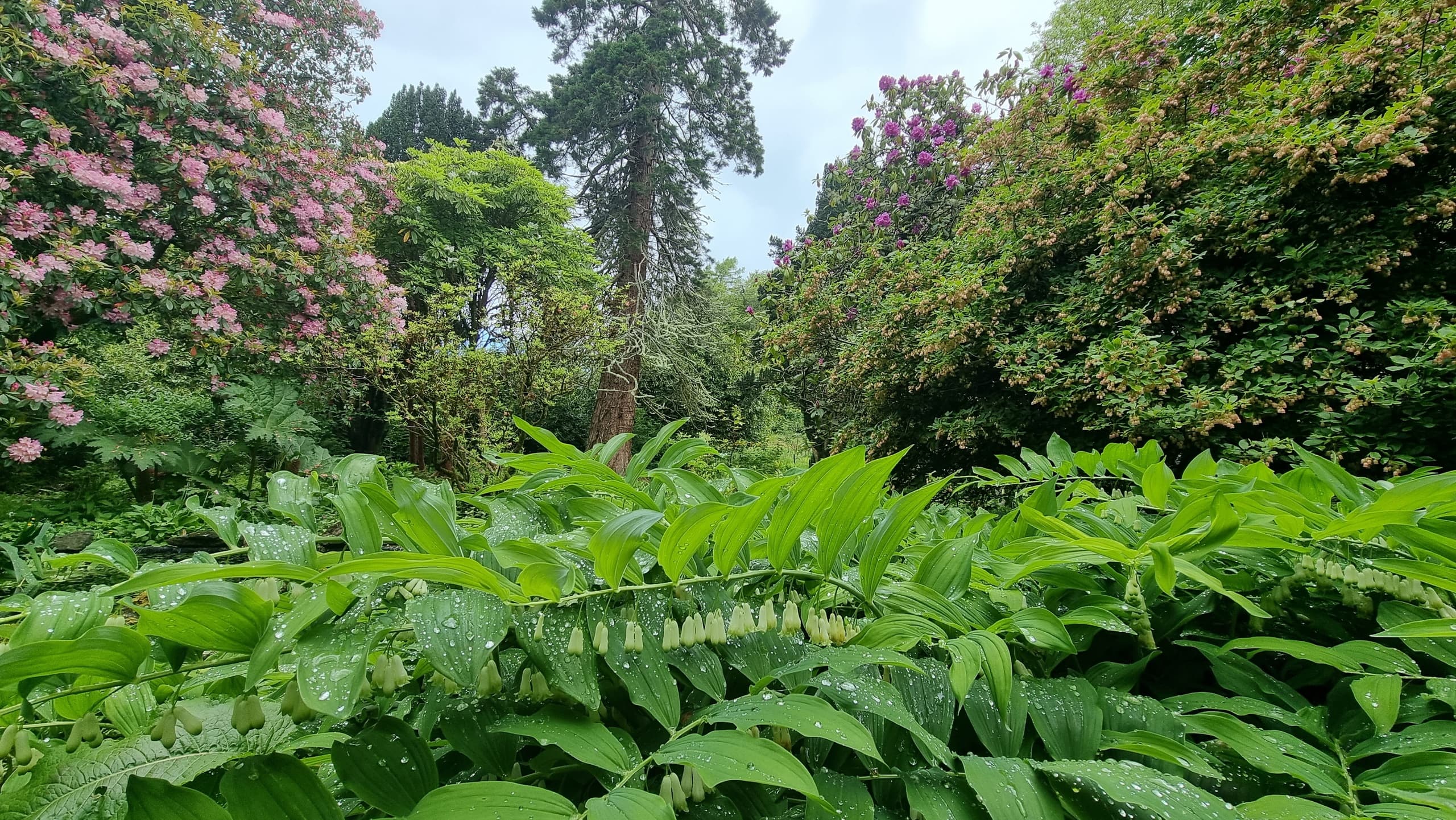 Lush rhododendron and fern garden at woodland estate