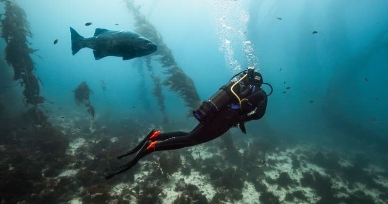 Rent Snorkel Gear at Catalina Divers Supply to Explore Avalon’s Kelp Forests and Reefs photo 1