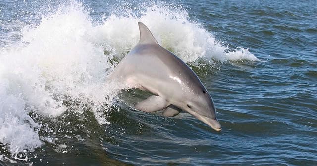 Dolphin Watching with Destin's Original Sea Blaster