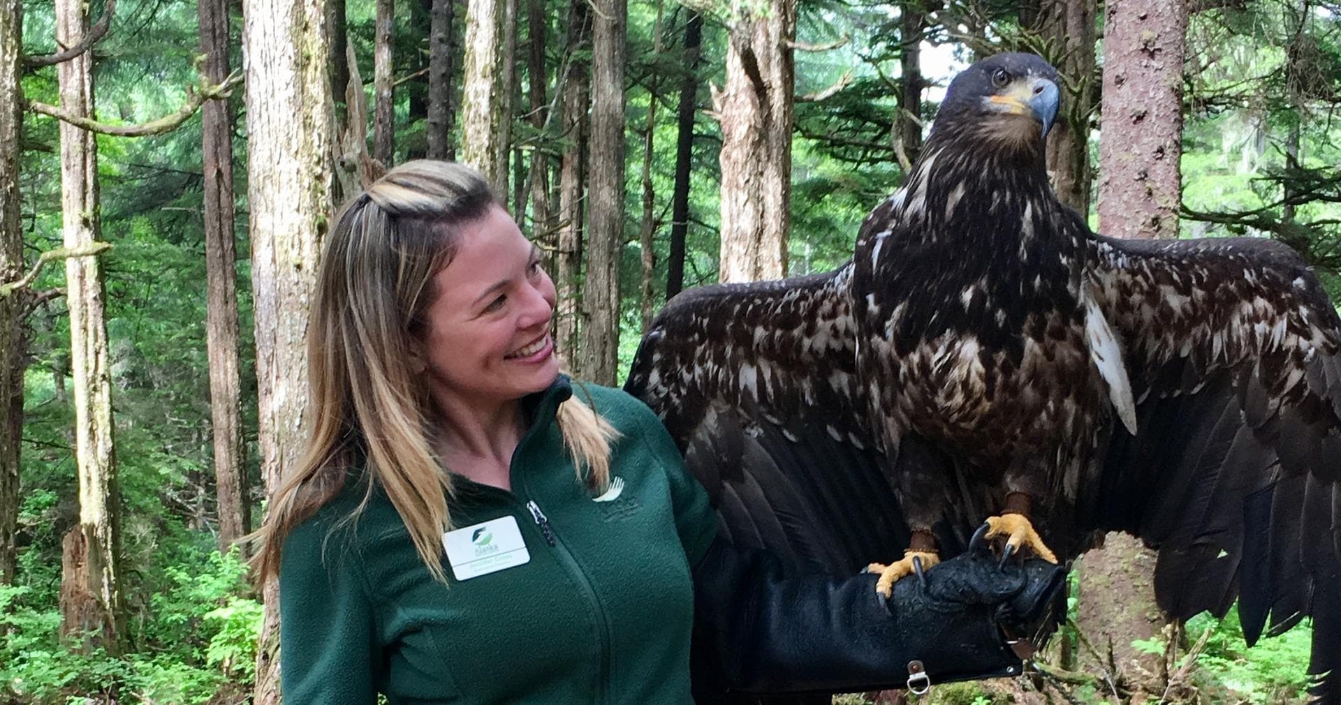 Guide holding large bald eagle in Sitka forest wildlife encounter