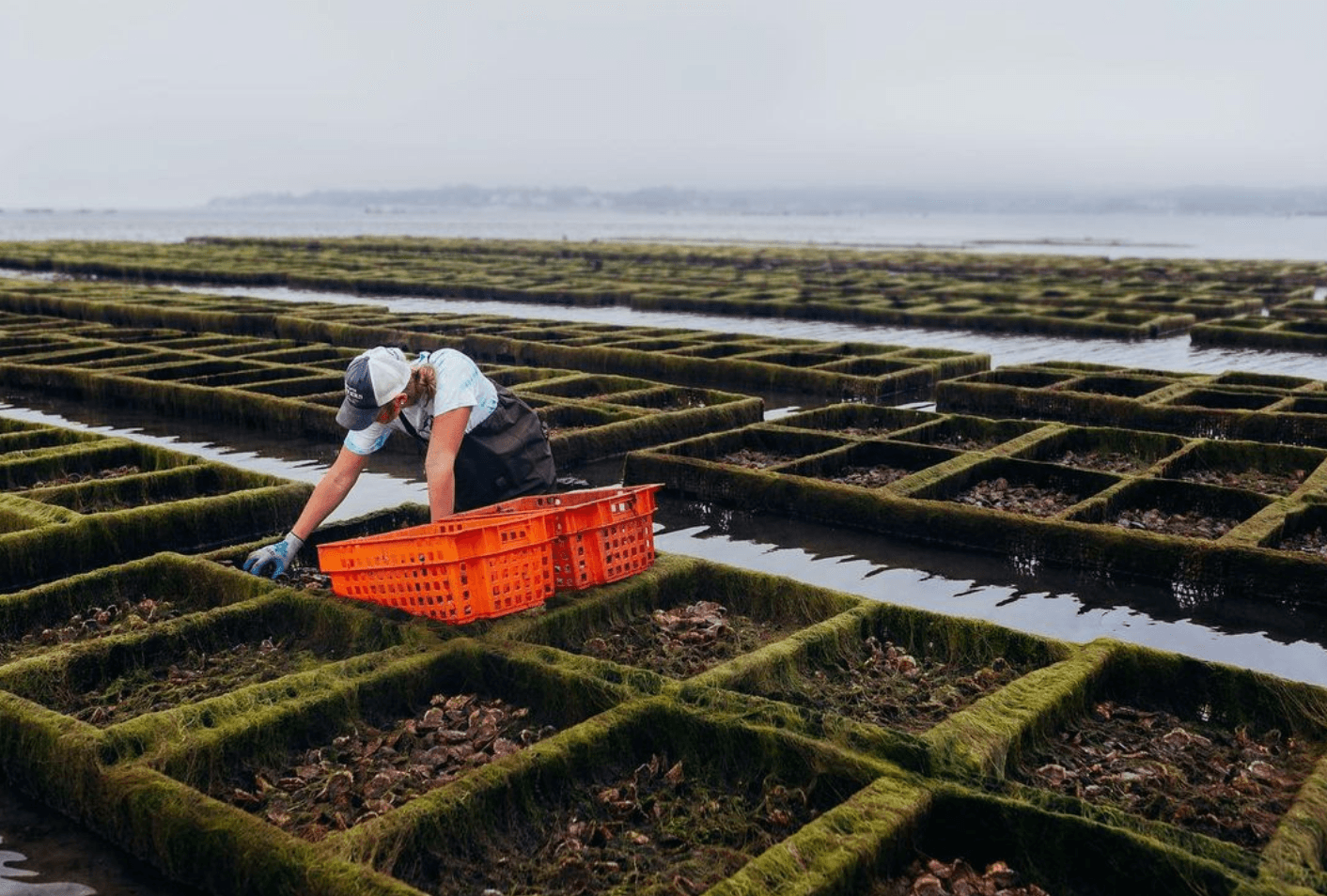 Duxbury Bay Oyster Tours with Island Creek Oysters