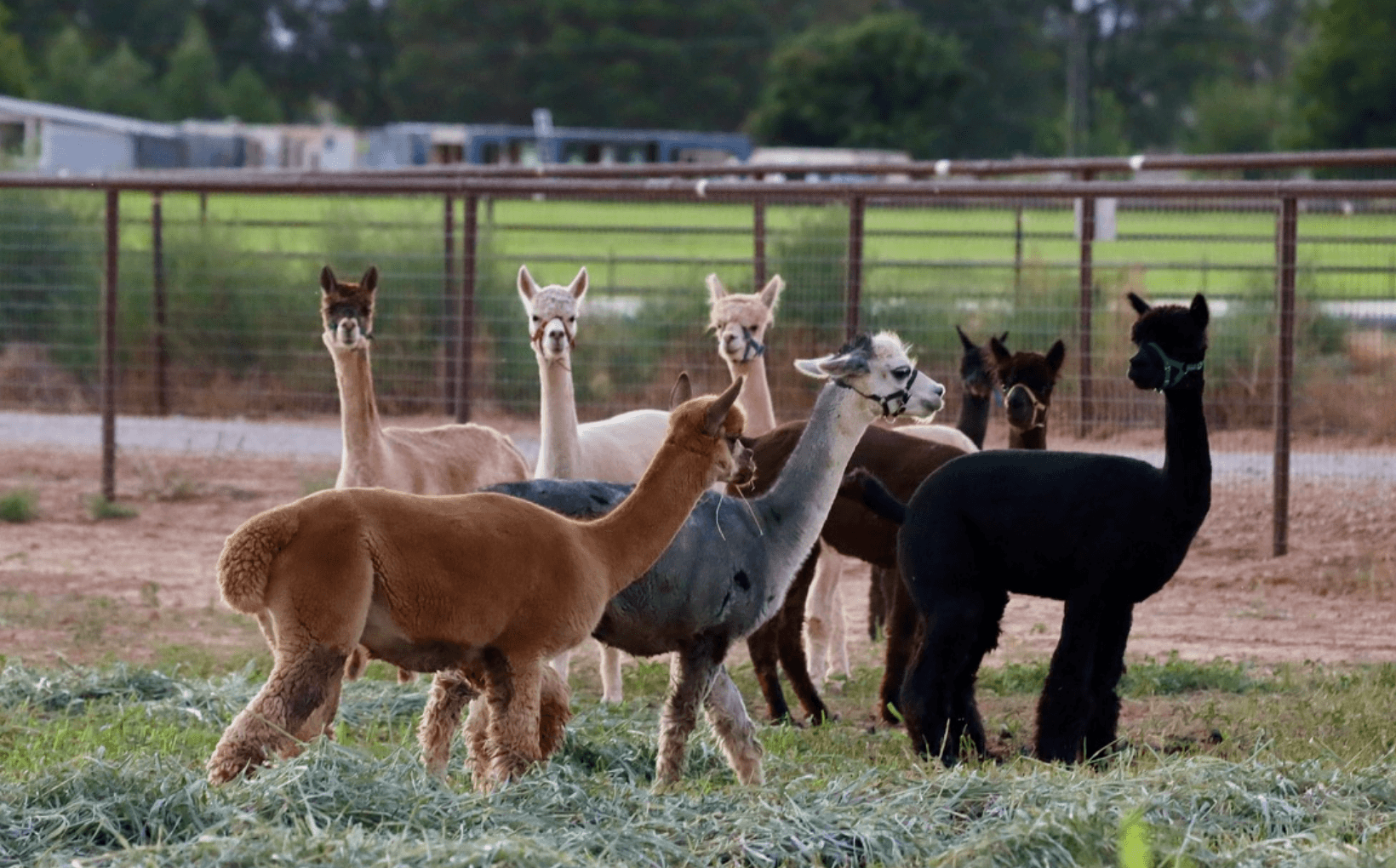 Peaceful Farm Tours in Hurricane, Utah