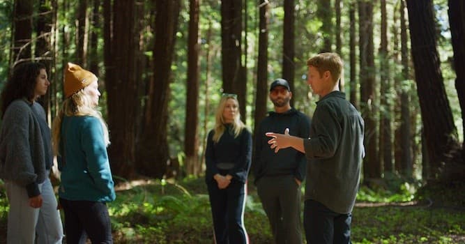 Group forest bathing guided walk through dense redwood forest