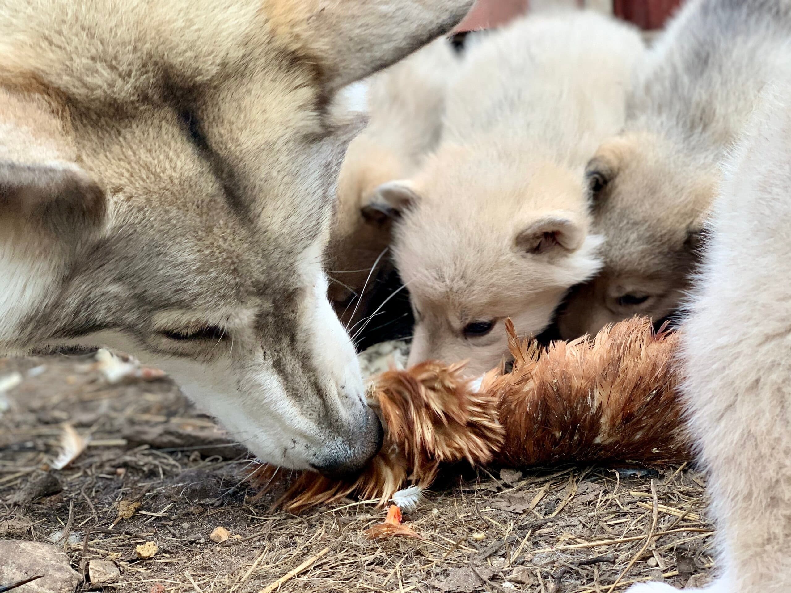 Little Wolf Visit: Kid-Friendly Arctic Wolfdog Tour in Ketola, Lapland
