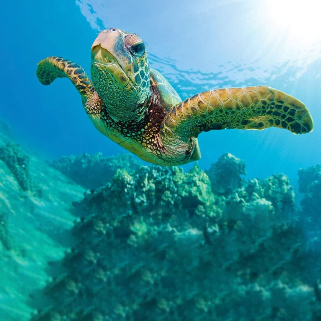 Waikiki Turtle Snorkel Sail Adventure in Honolulu