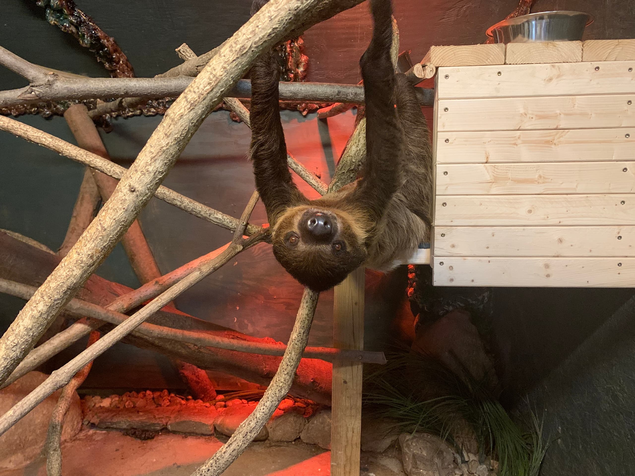 Wildlife & Animal Encounters at Sloth Encounter