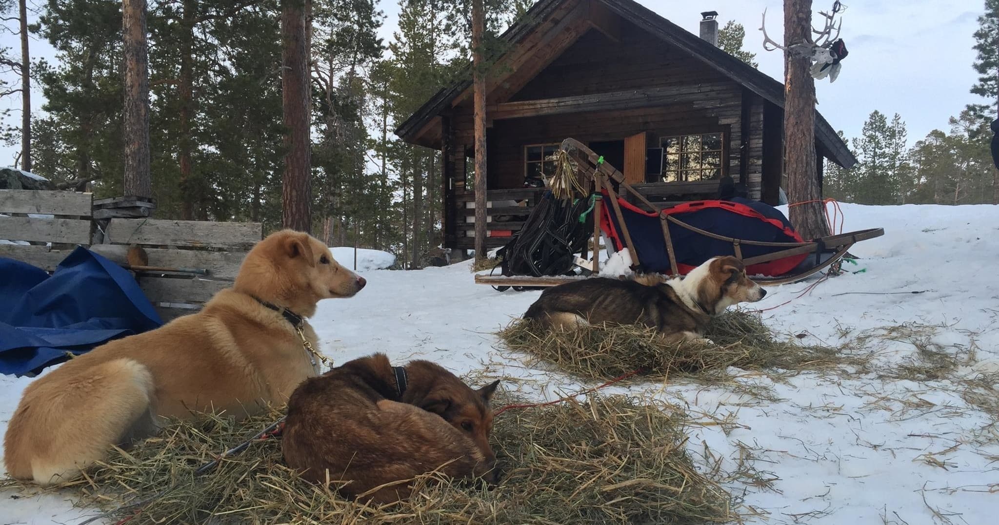 Experience the Ultimate 2-Hour Coffee Safari Dog Sledding Adventure in Inari, Finland