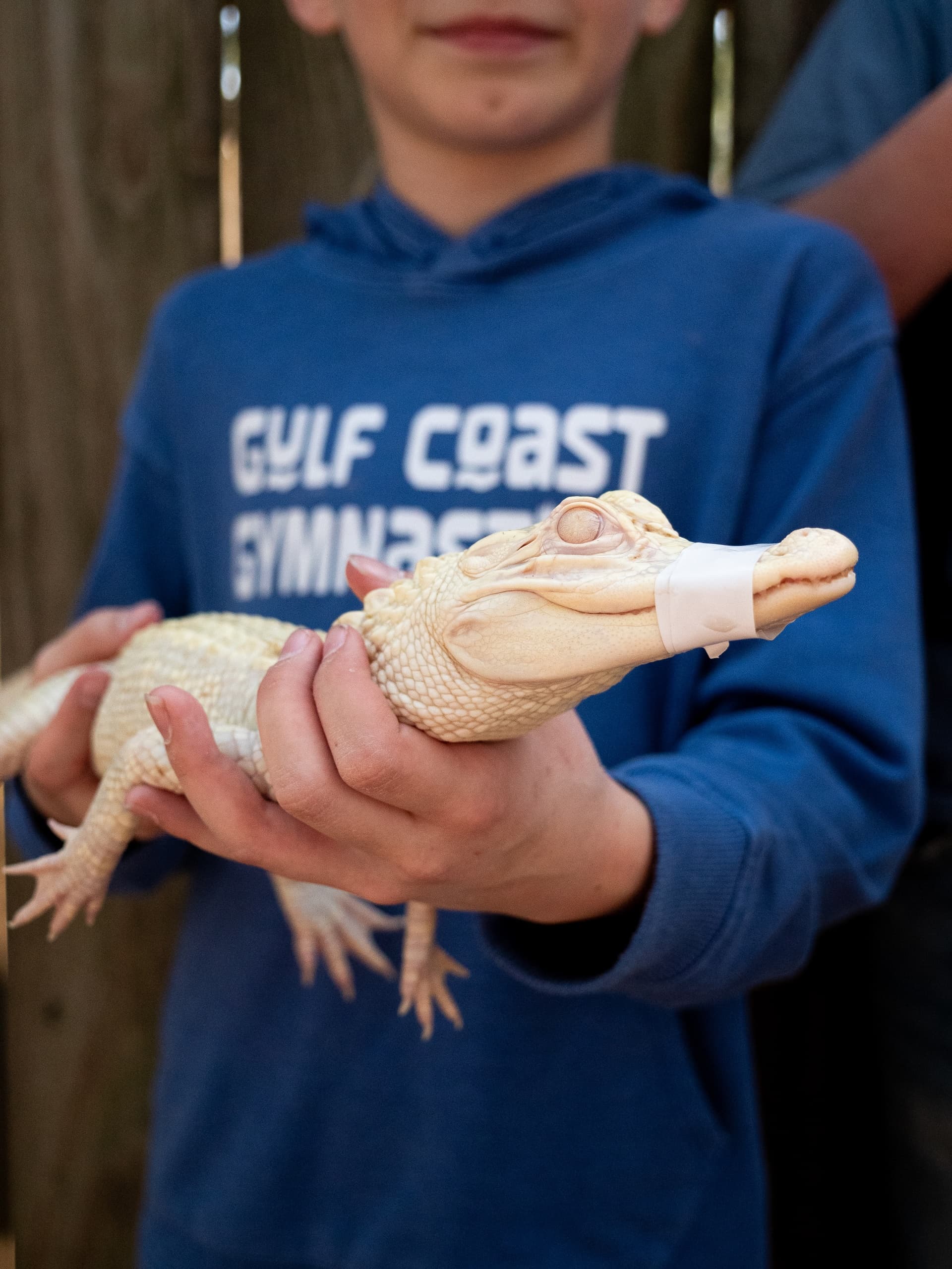 Albino Alligator Encounter at The Gulf Breeze Zoo