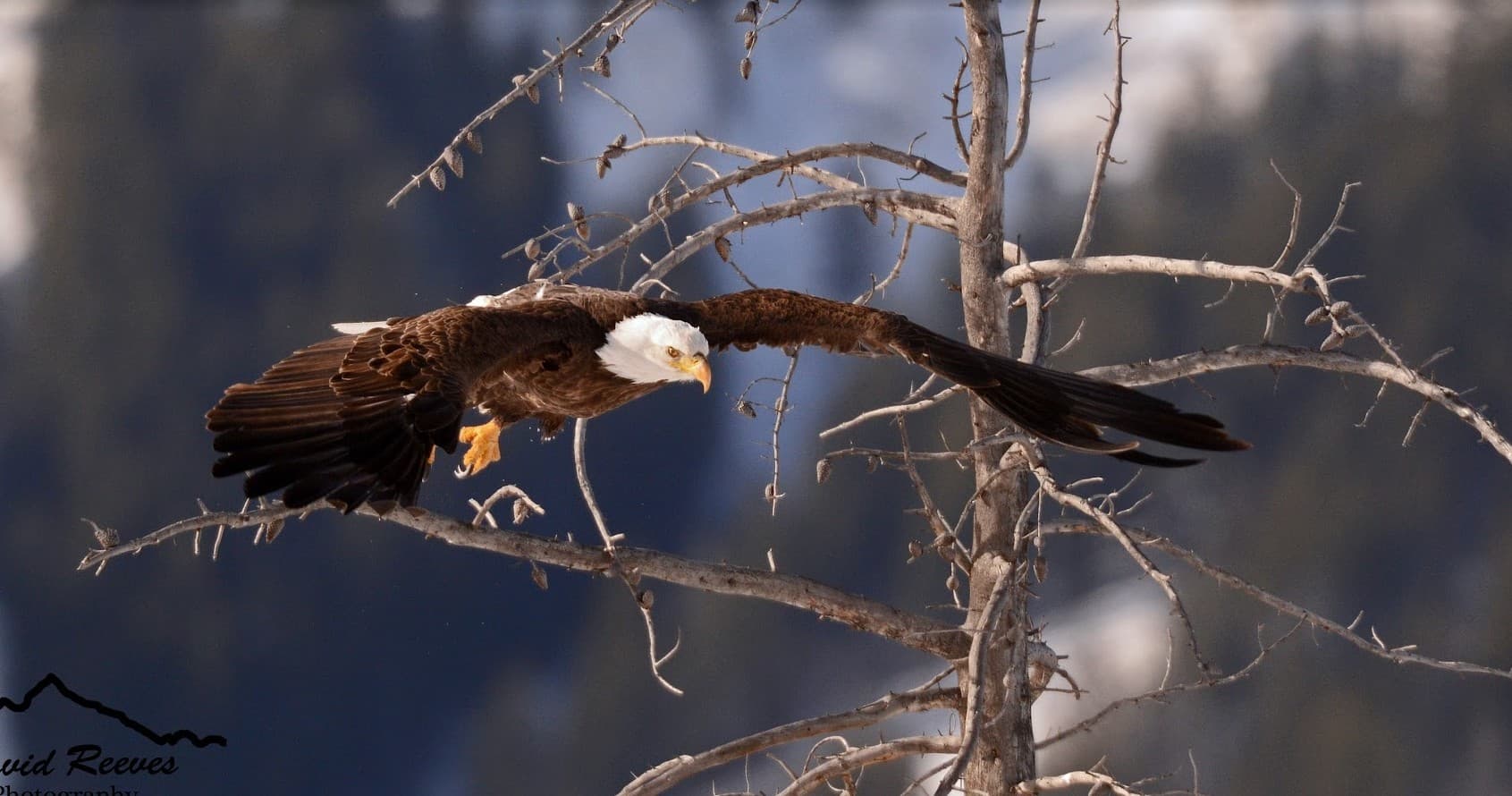 Custom Multi-Day Yellowstone Tours: Explore Grand Teton, Beartooth Highway & More