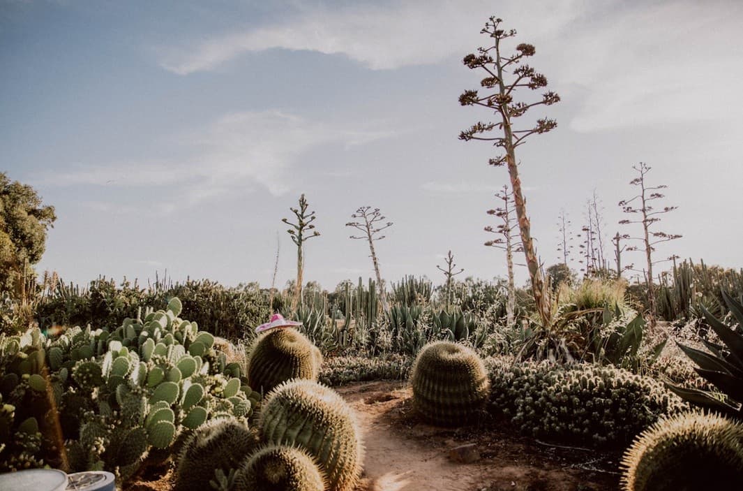 Sunset Happy Hour at Cactus Country Garden: Two-for-One Drinks in Strathmerton