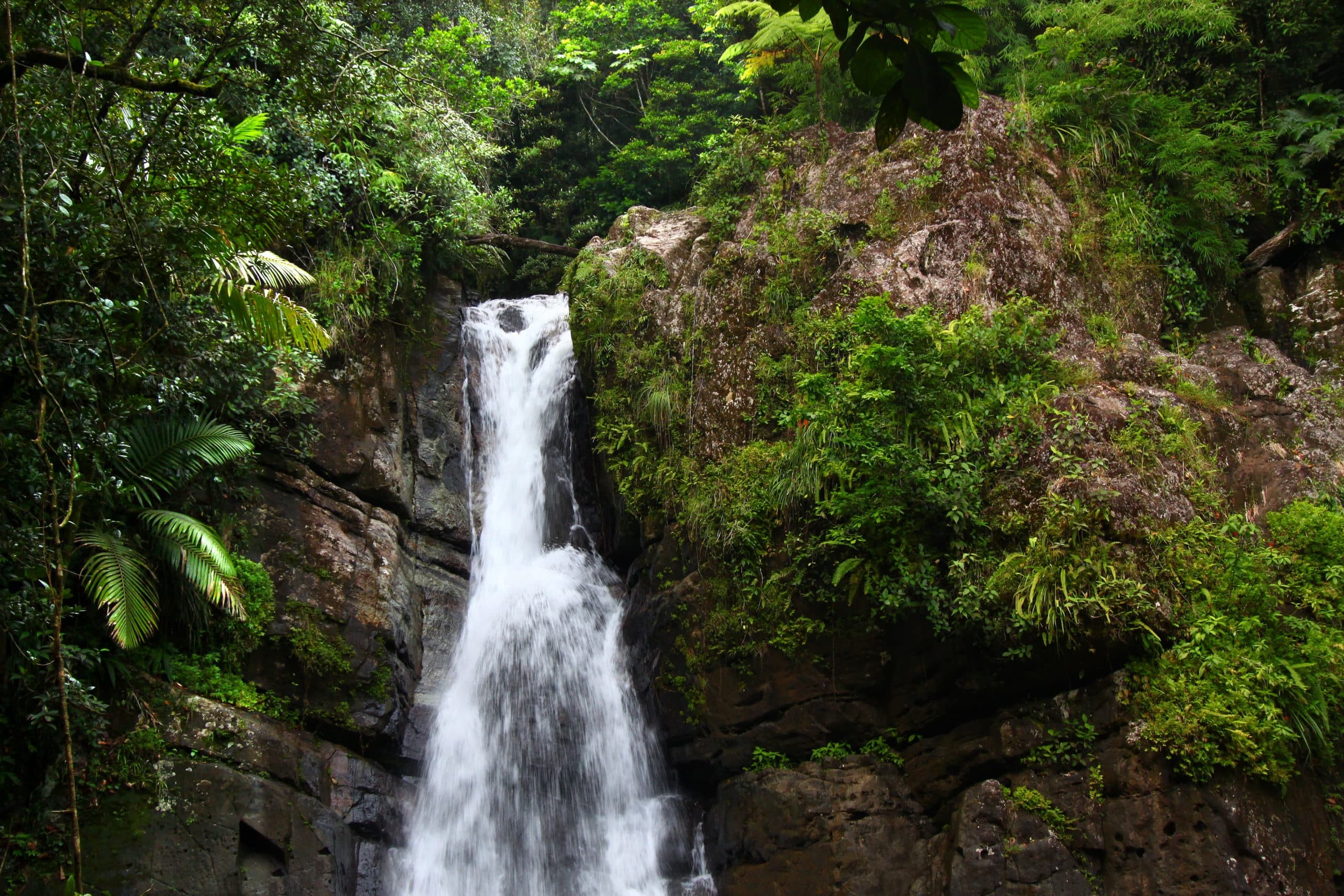 Waterfall cascading through lush rainforest gorge, hiking spot