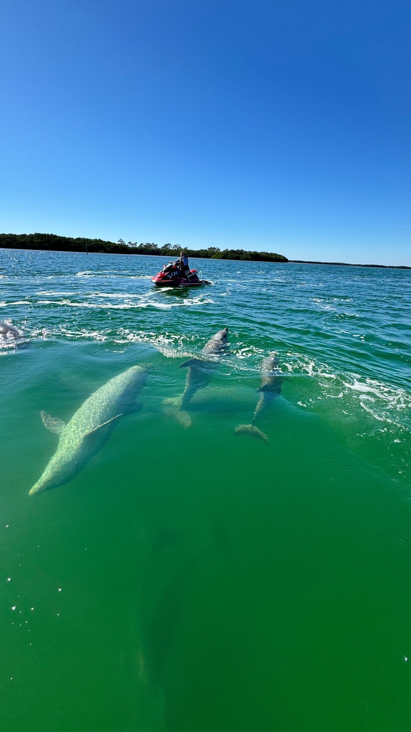 Jet ski passing over clear green water with dolphins swimming below