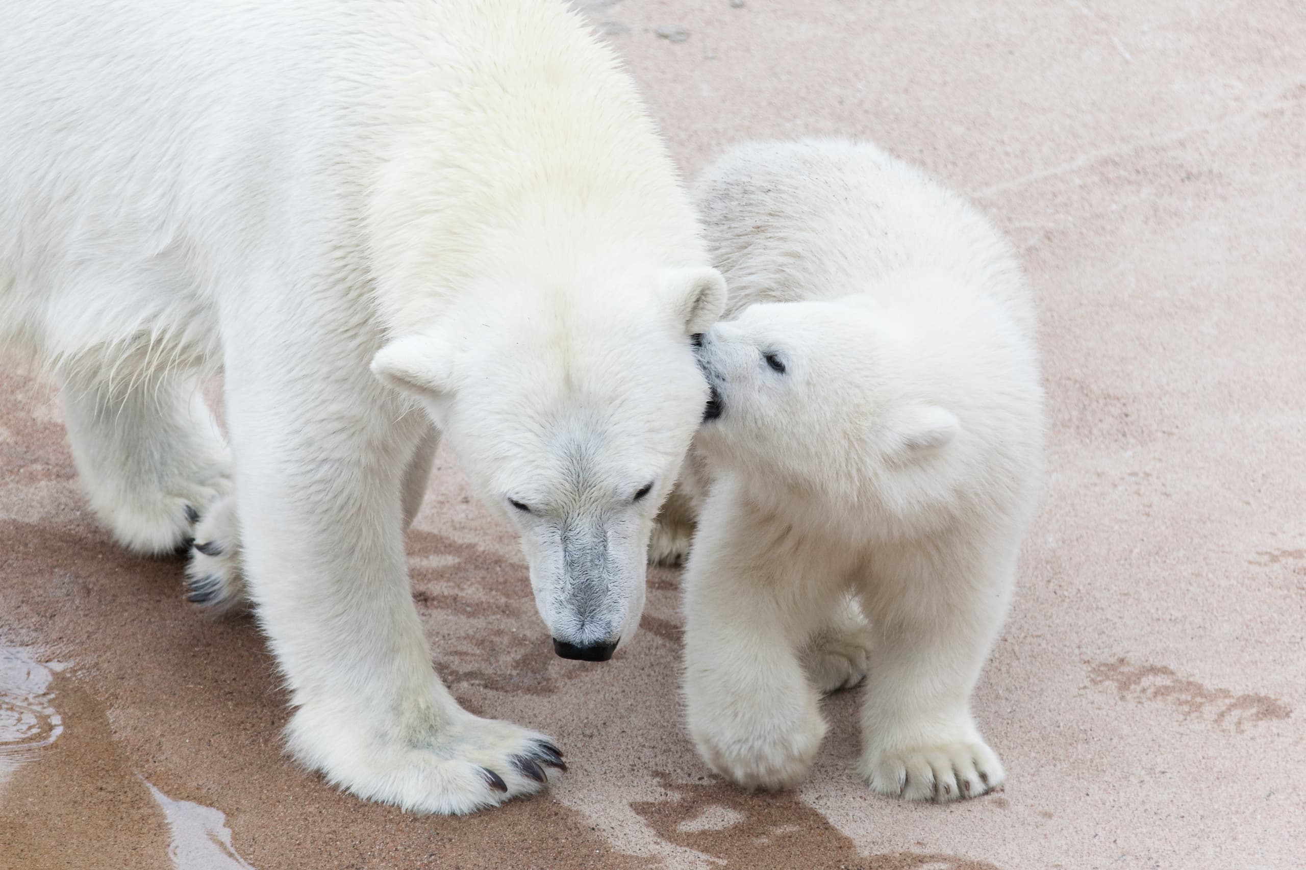 Winter Wildlife & Aurora Adventure with Access Lapland