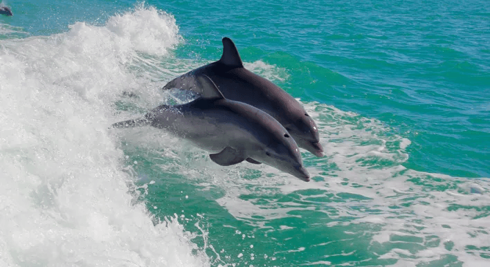Two dolphins leaping through surf near open turquoise sea