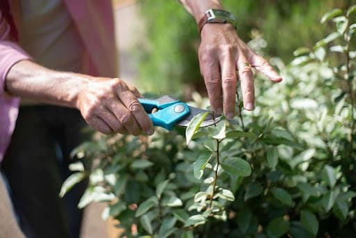 Pruning and Trimming Workshop in Miami — Hands-on Horticulture Class