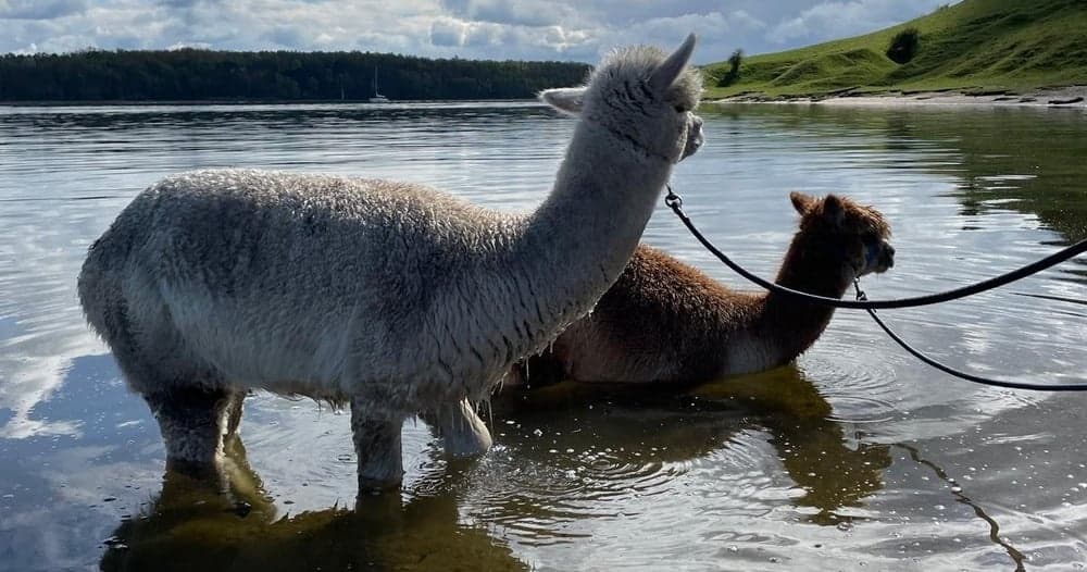 Discover Tranquility and Connection on a 3-Hour Private Alpaca Hike in Lübeck